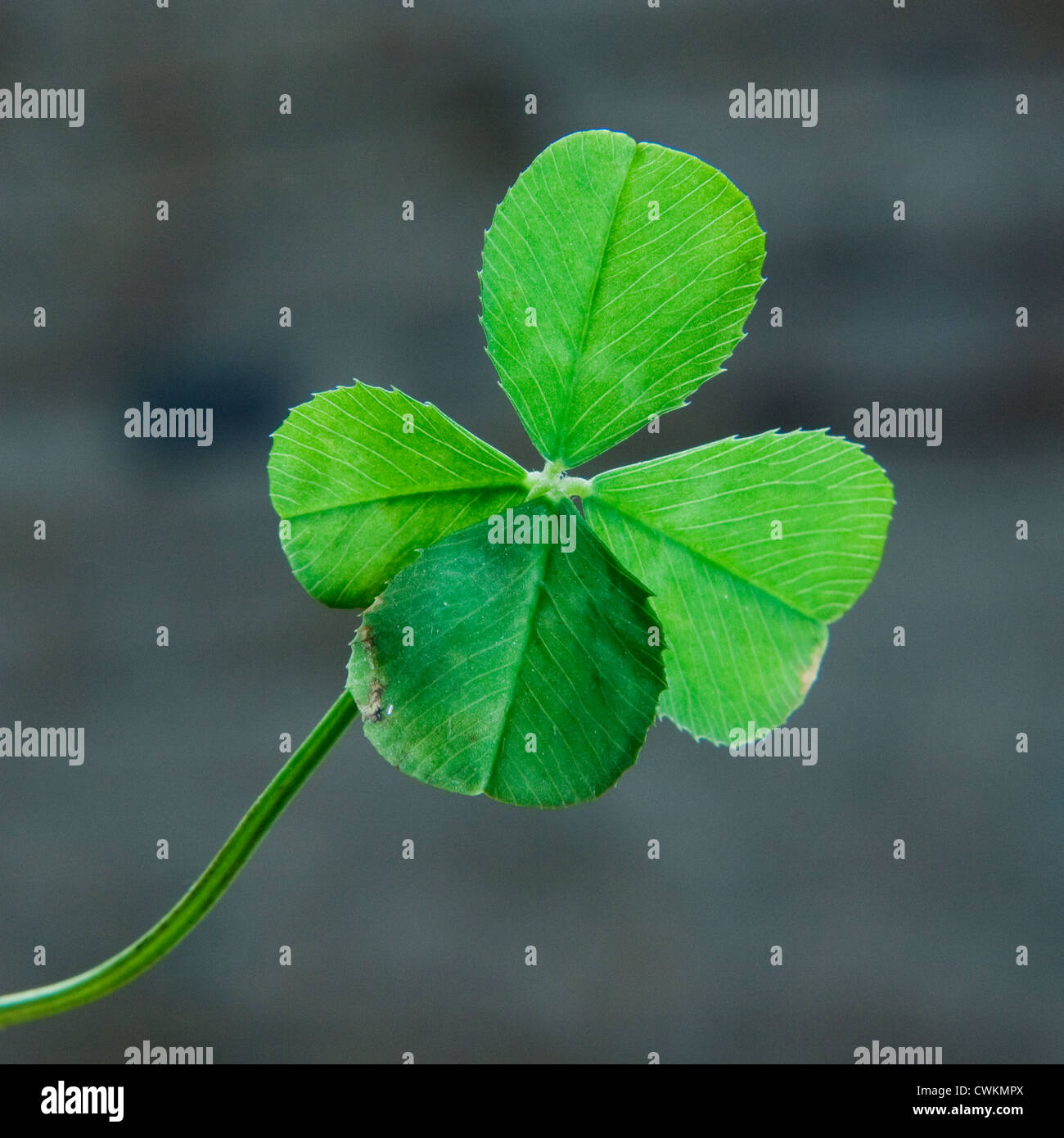 Lucky Clover con quattro foglie Foto Stock