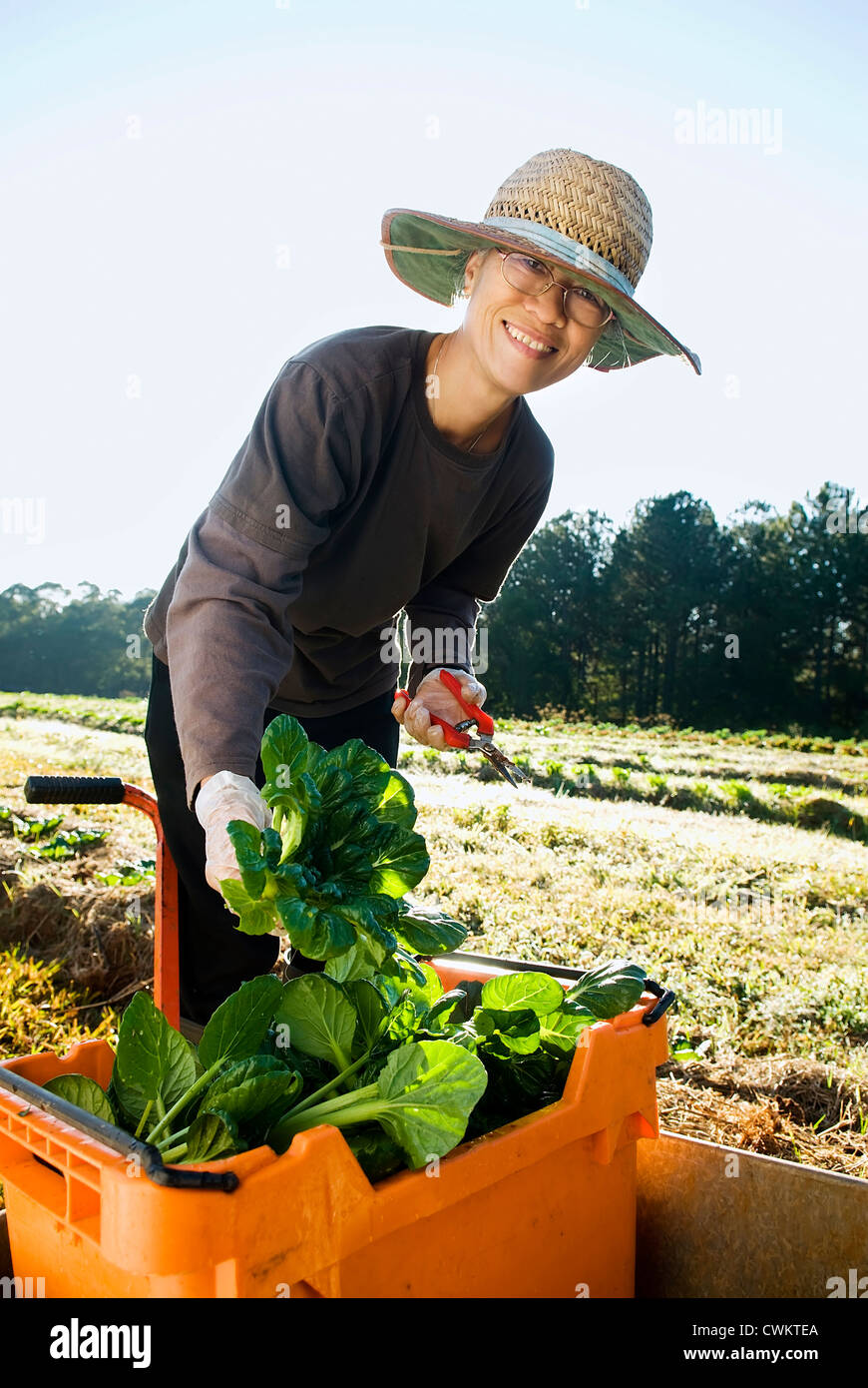 La donna la raccolta di produrre su un certificato biologico fattoria in Beerwah in Australia Sunshine Coast Foto Stock