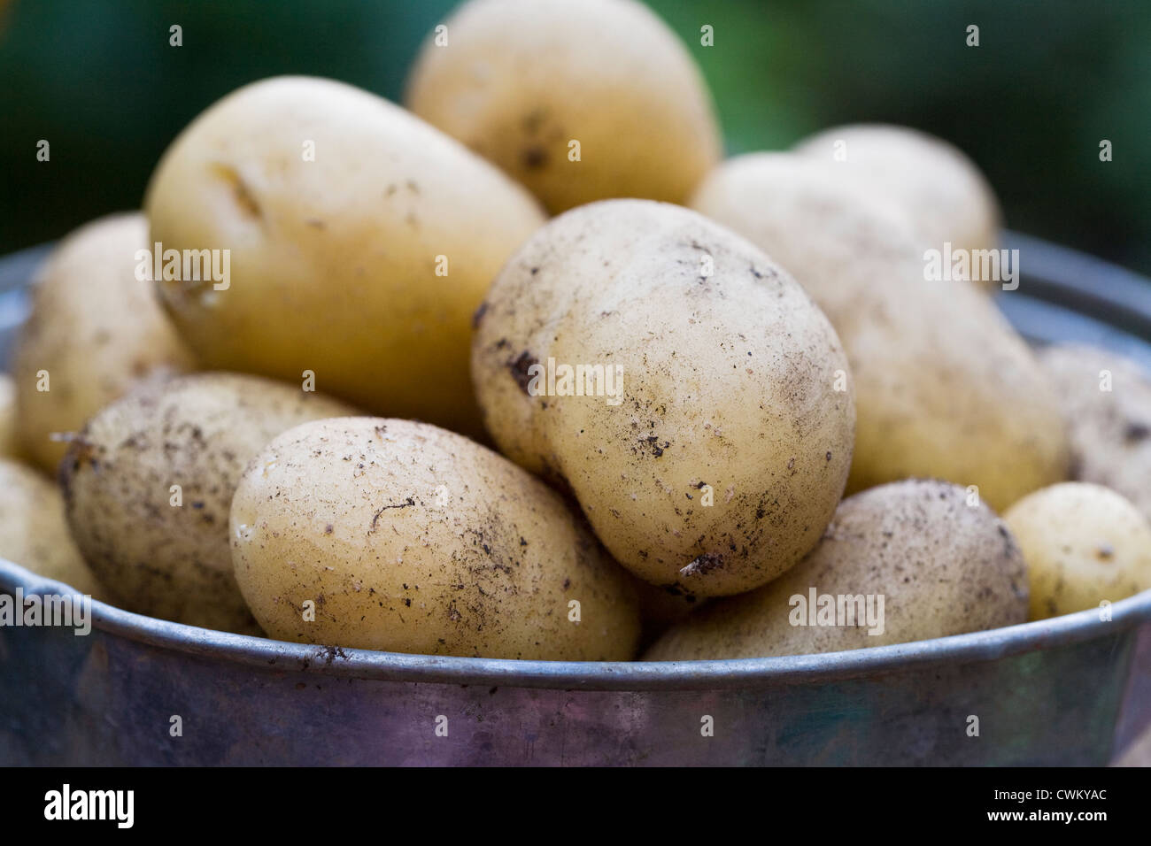Solanum tuberosum varietà " Charlotte'. Benna di appena scavato 'Charlotte' di patate. Foto Stock
