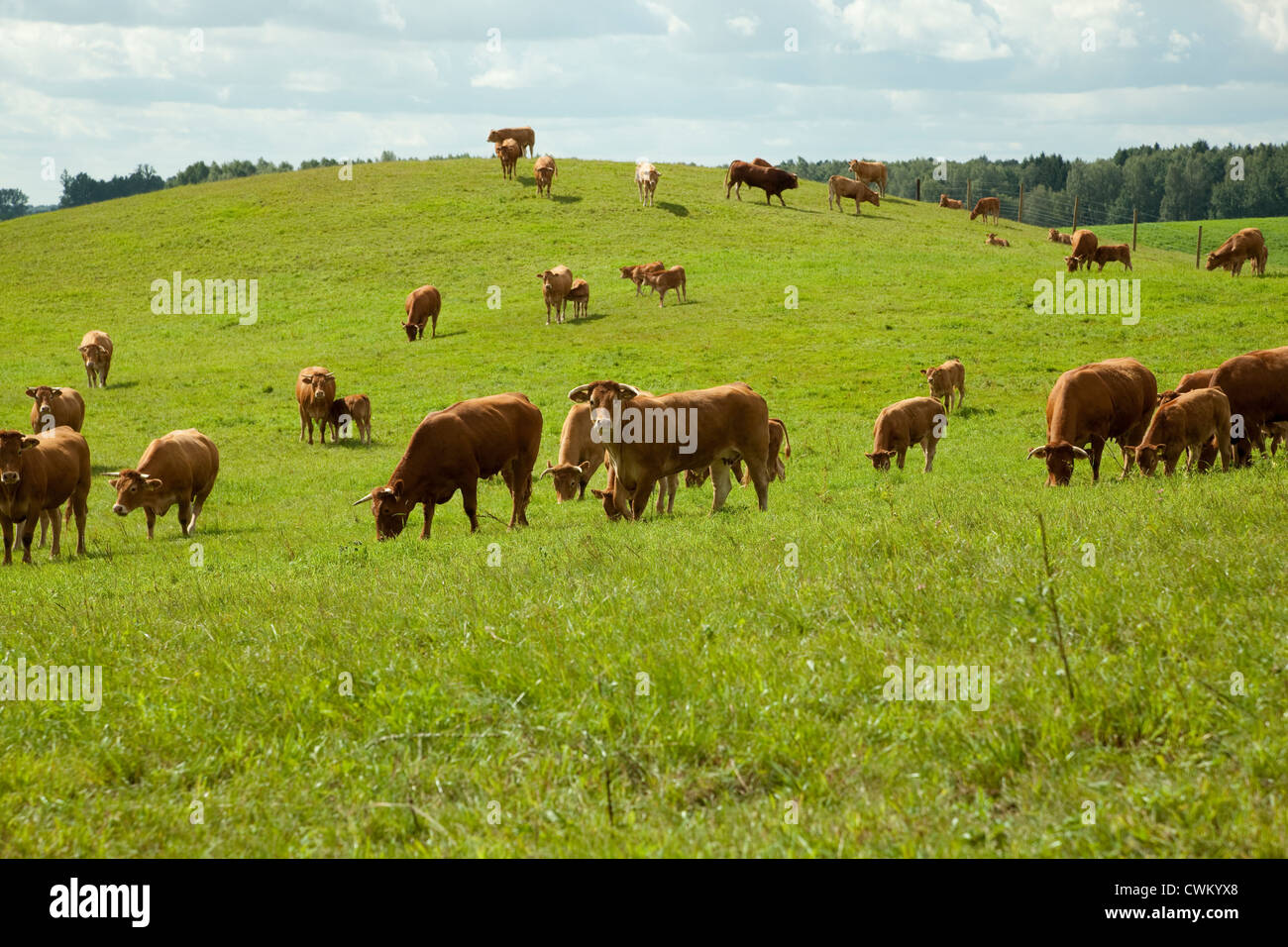Allevamento di bovini di razza (Limousine) sul pascolo verde Foto Stock