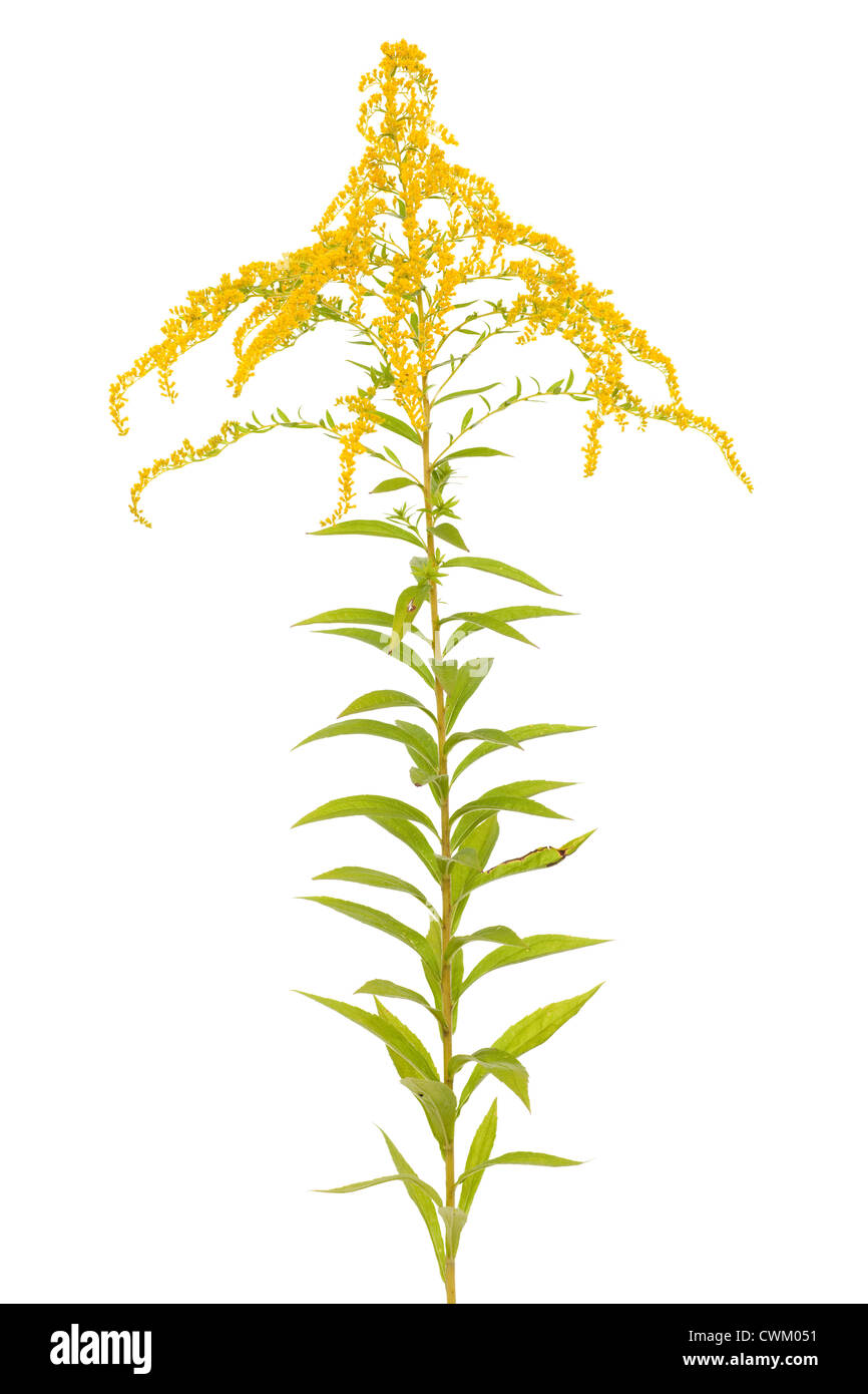 Grande fiore verga d'oro (Solidago canadensis) su bianco Foto Stock