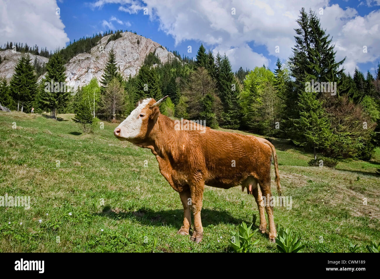 Mucca nelle zone rurali del paese di montagna paesaggio, Romania Foto Stock