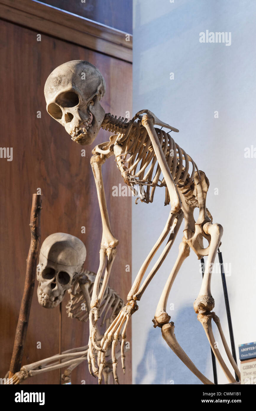 Inghilterra, London University College di Londra, la concessione museo di zoologia, di scimpanzé scheletro Foto Stock