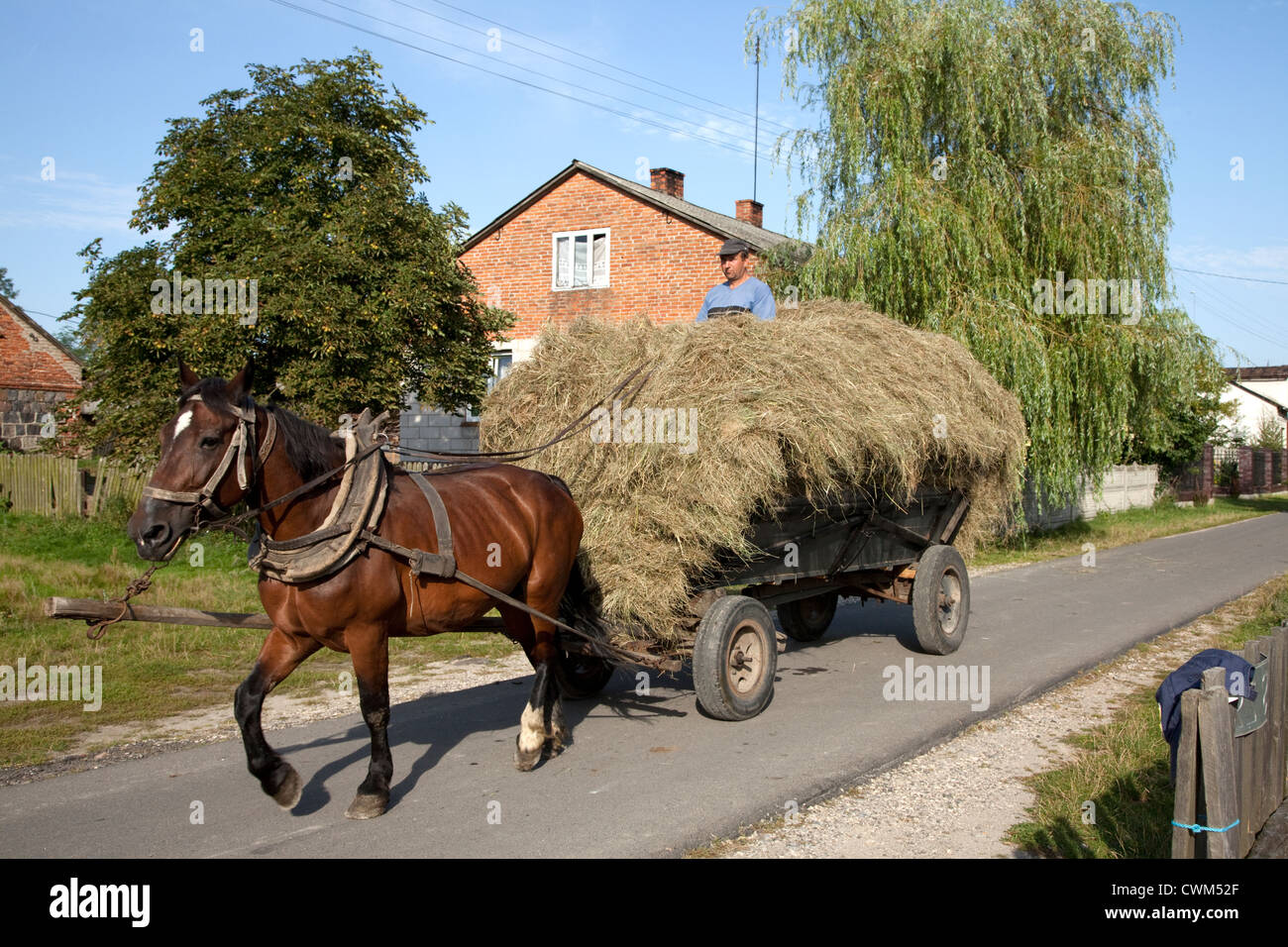 Cavallo tirando l uomo sulla sommità di un carico di fieno lungo la strada del villaggio. Mala Wola Polonia centrale Foto Stock