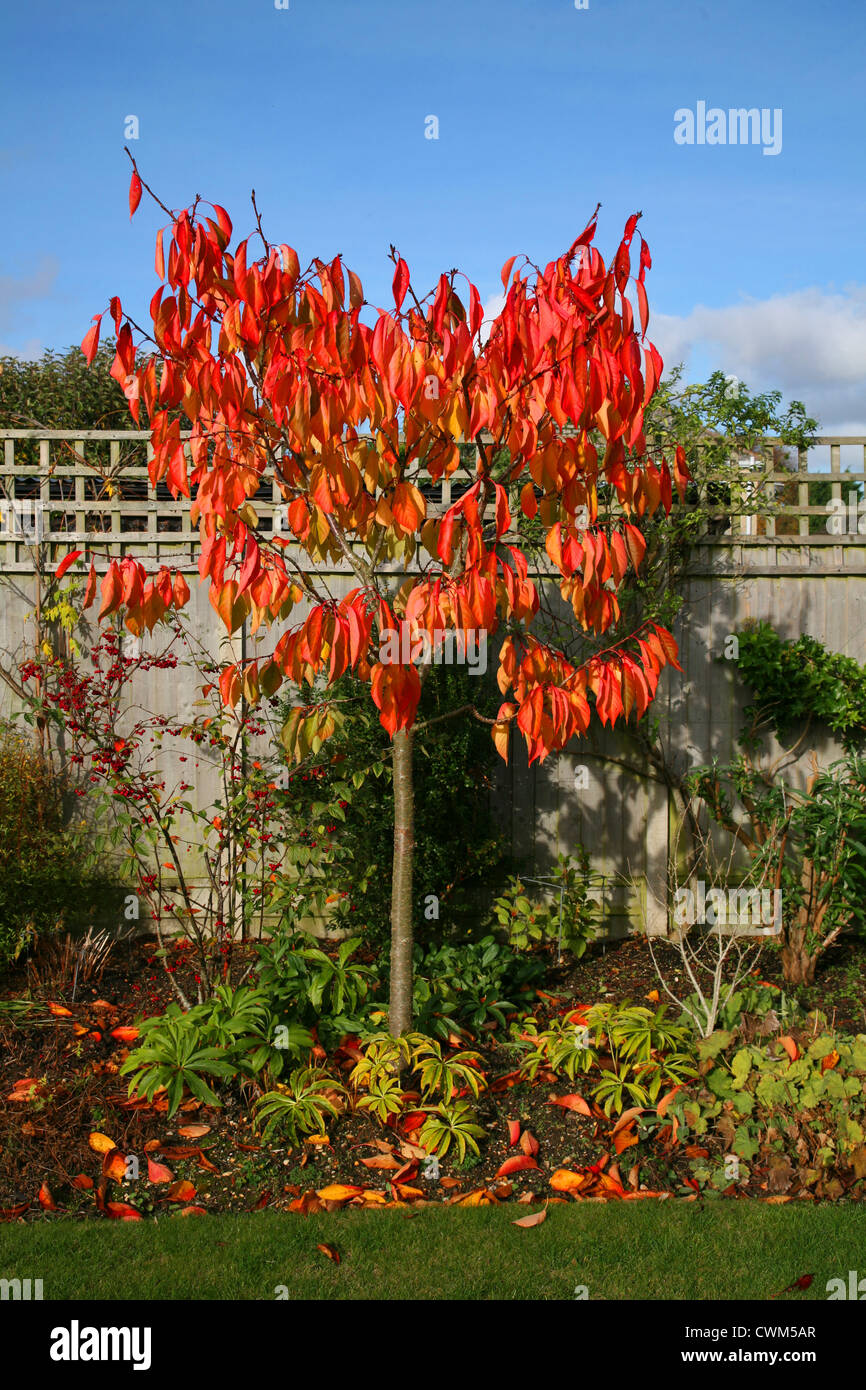 Inghilterra Dorset Country garden Prunus Tai Haku (grande Bianco Ciliegio) Fogliame di autunno Foto Stock