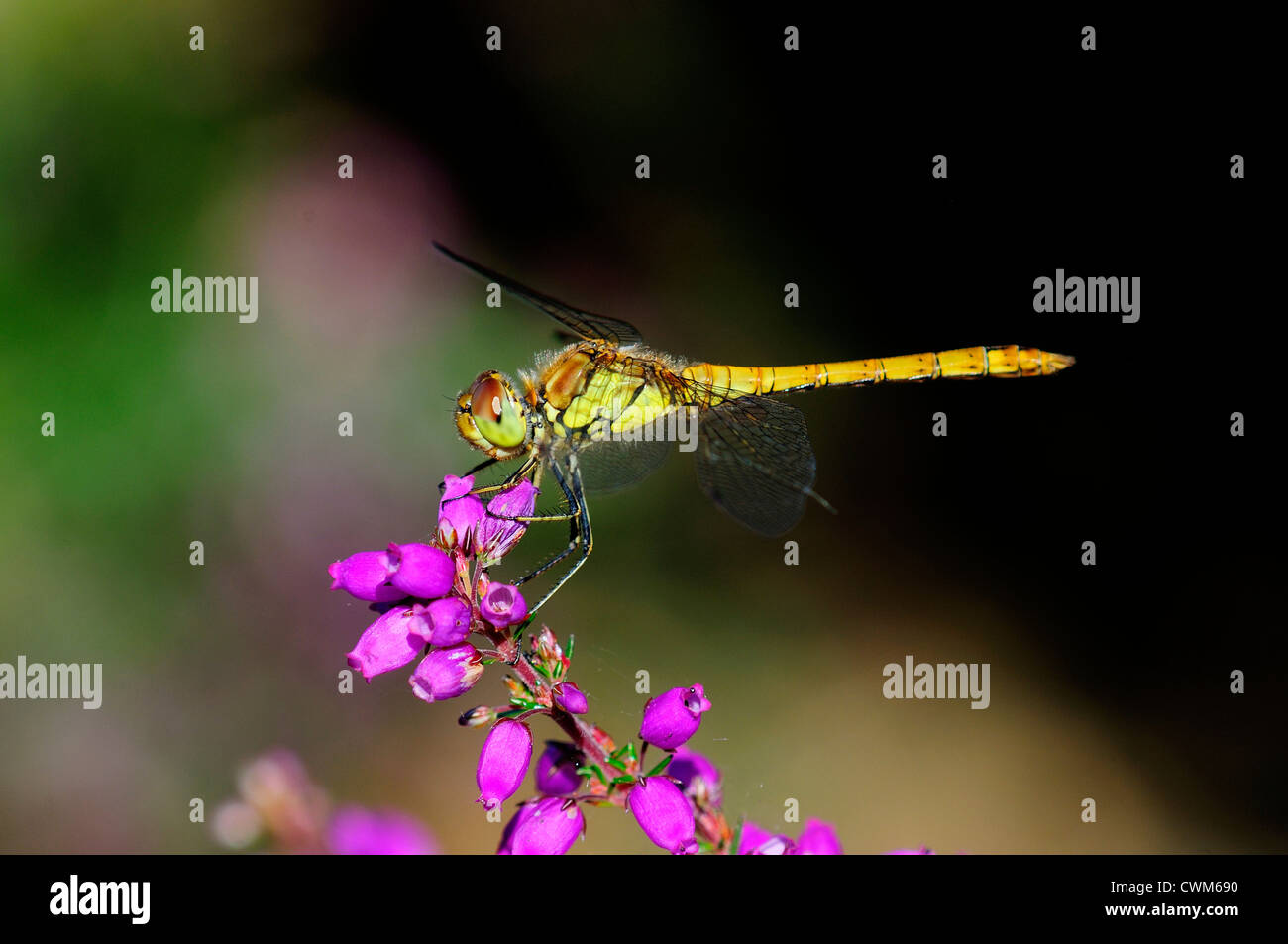 Un comune darter dragonfly a riposo su heather REGNO UNITO Foto Stock