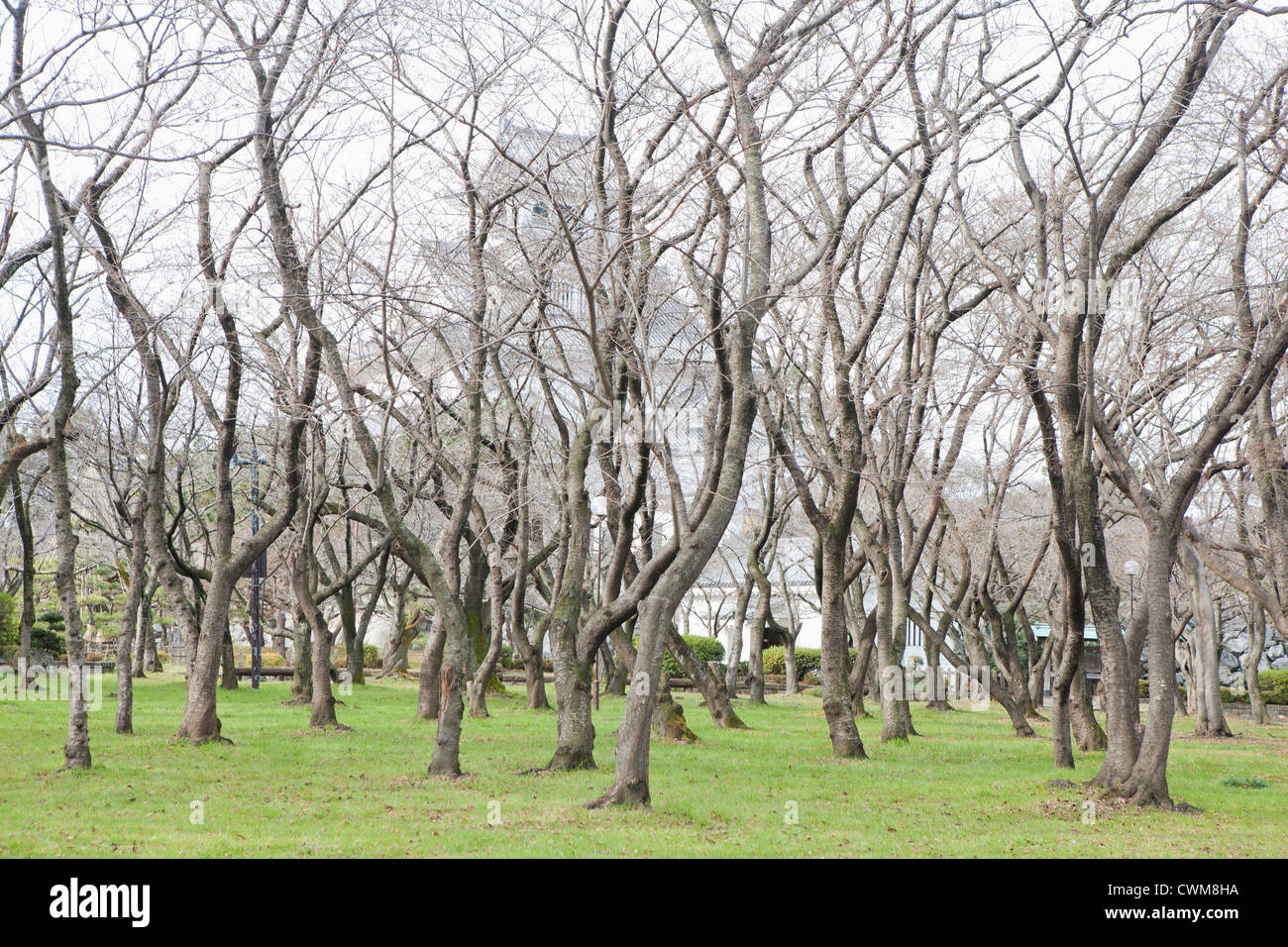 Giappone, Nagahama, vista del castello di Nagahama dietro gli alberi nudo Foto Stock