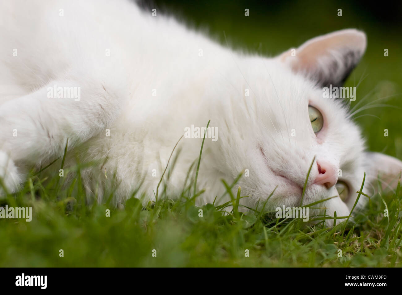 Germania, gatto bianco giacente su erba, close up Foto Stock