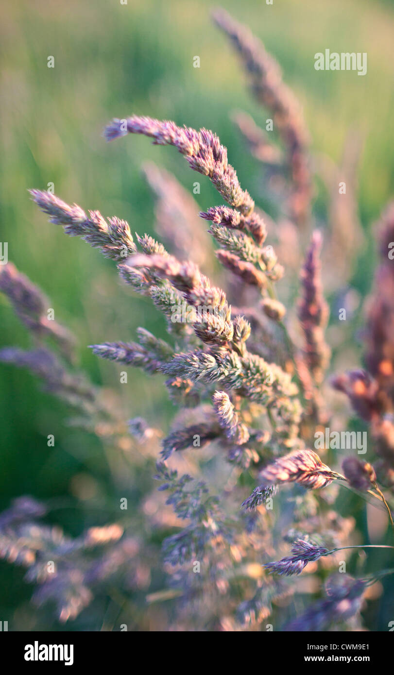 Fioritura di erba in campo Foto Stock