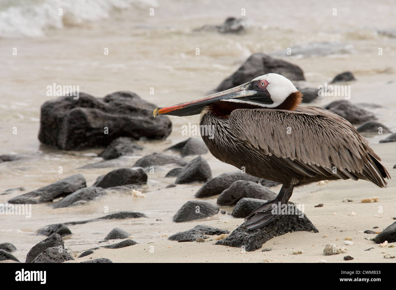 Ecuador, Galapagos, Sombrero Chino. Brown Pelican sulla spiaggia. Foto Stock