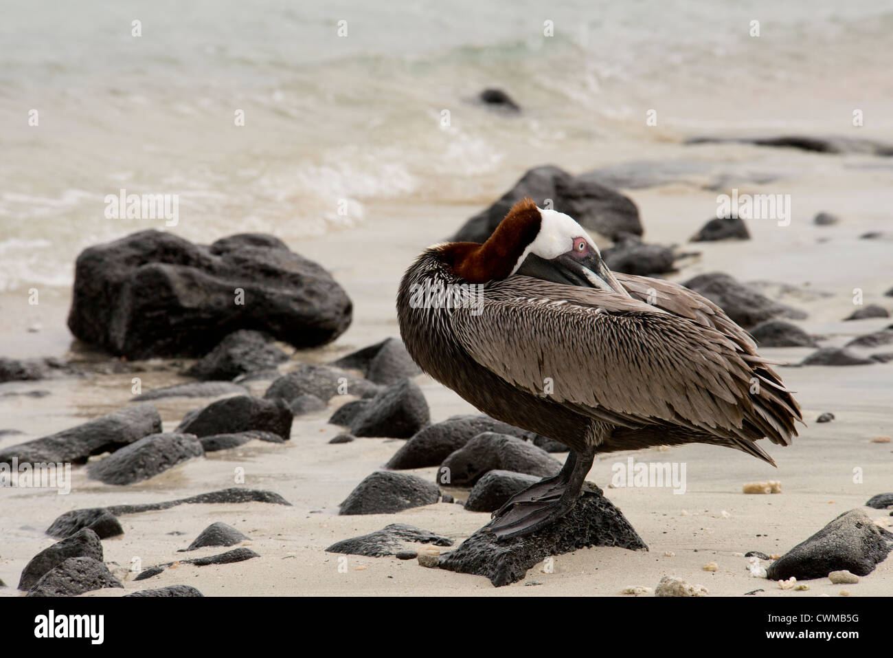 Ecuador, Galapagos, Sombrero Chino. Brown Pelican sulla spiaggia. Foto Stock