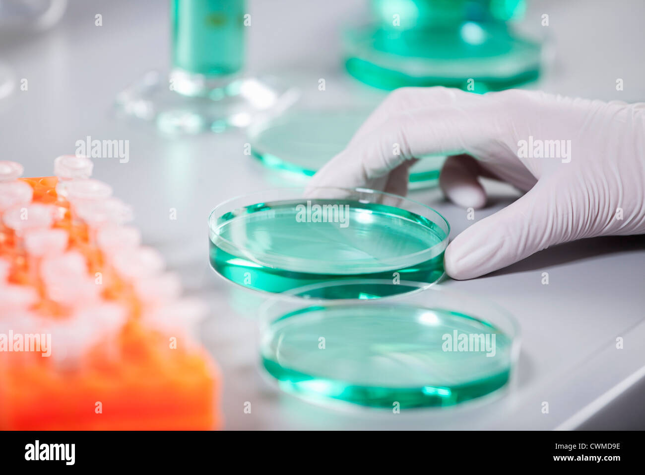 In Germania, in Baviera, Monaco di Baviera, scienziato con rack per provette e capsule di petri facendo la ricerca medica Foto Stock