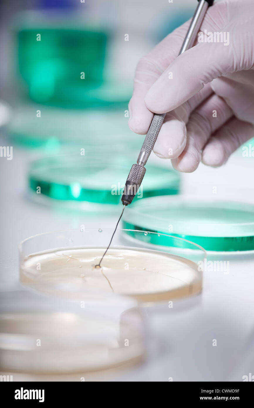 In Germania, in Baviera, Monaco di Baviera, scienziato con capsule di petri facendo la ricerca medica Foto Stock
