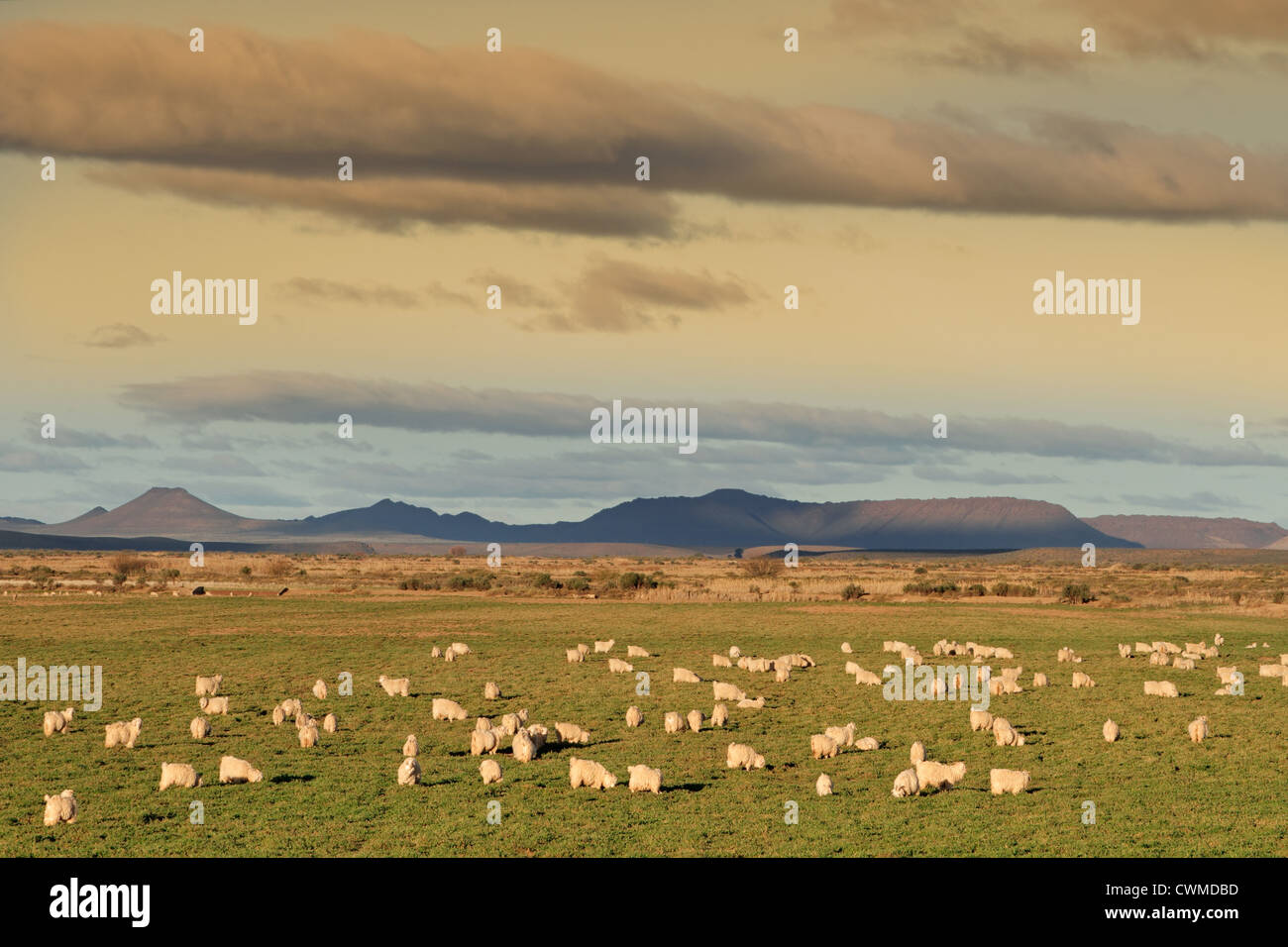 Paesaggio rurale con un allevamento di capre angora su lussureggianti e verdi pascoli Foto Stock