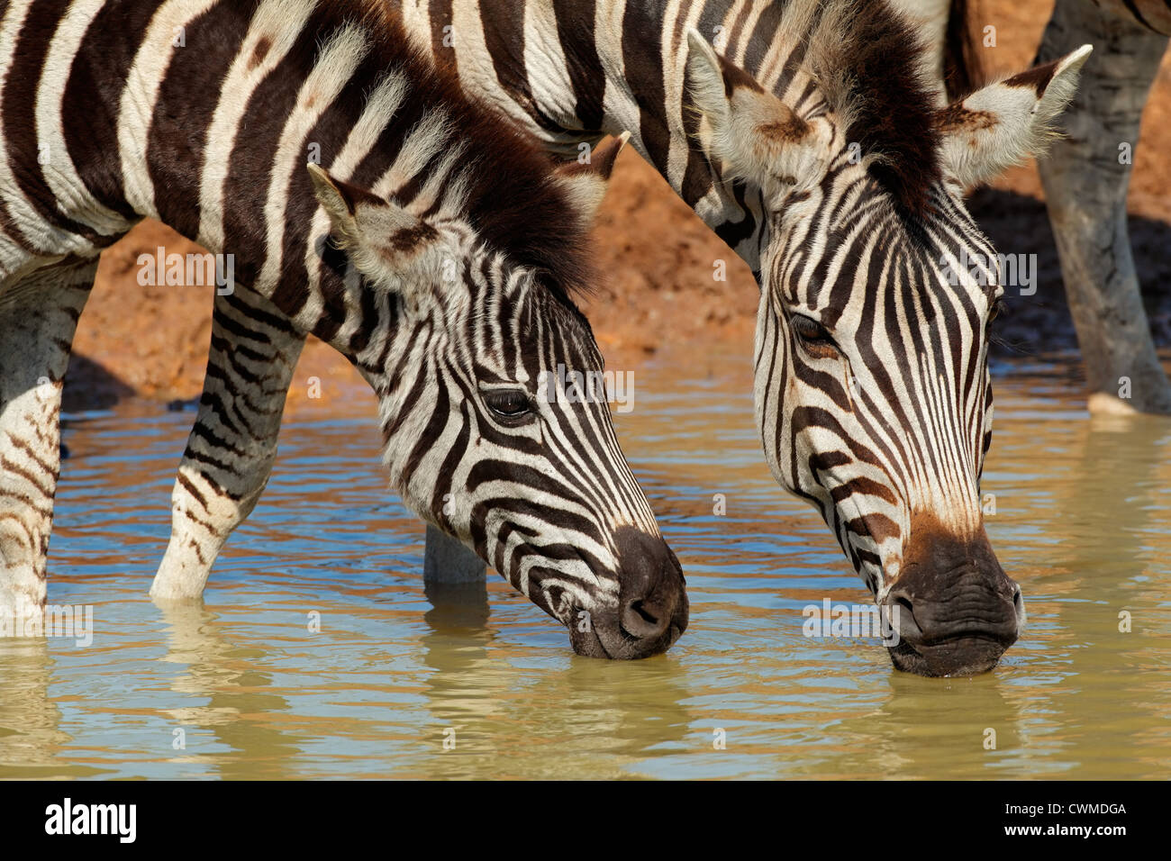Pianure (Burchells) zebre (Equus quagga) acqua potabile, Mkuze Game Reserve, Sud Africa Foto Stock