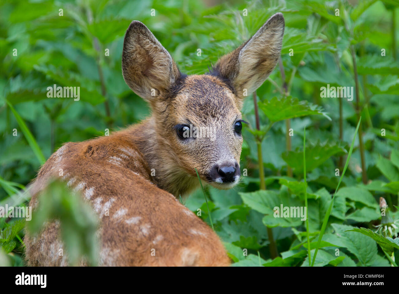 Il capriolo (Capreolus capreolus) fawn tra vegetazione nella foresta di bordo, Germania Foto Stock