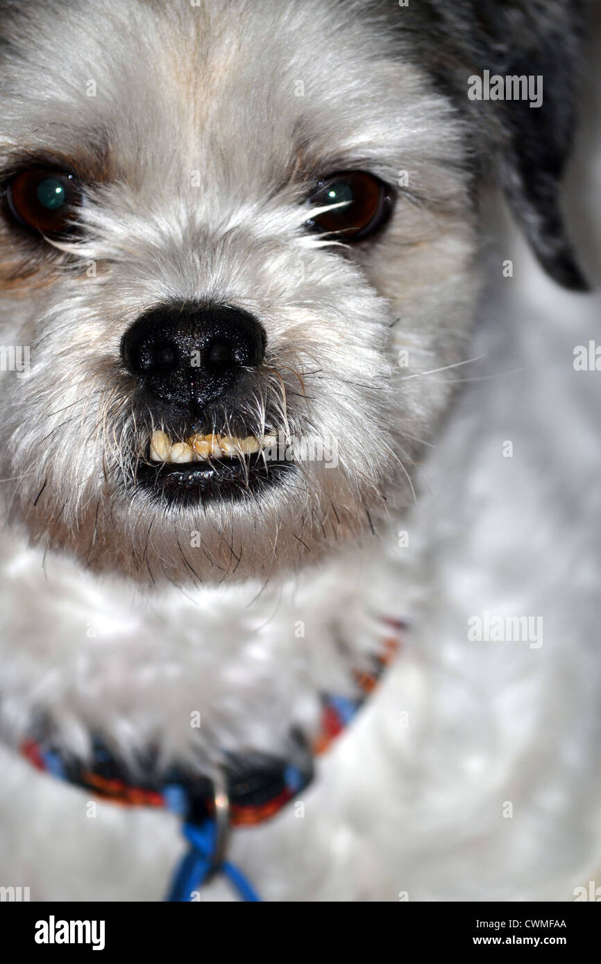 Il maltese shih tzu con underbite Foto Stock