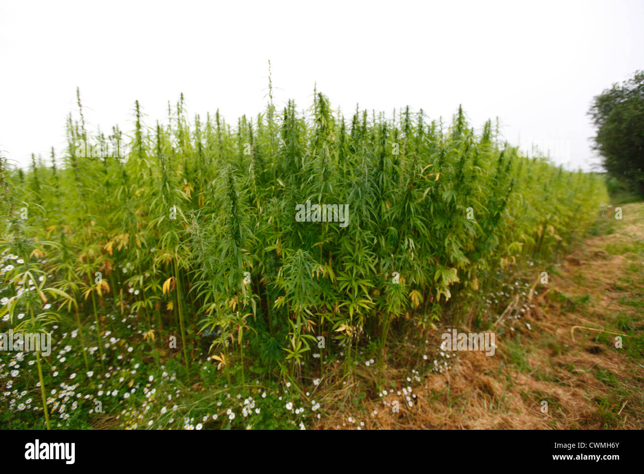 La canapa cannabis campo in Francia Foto Stock