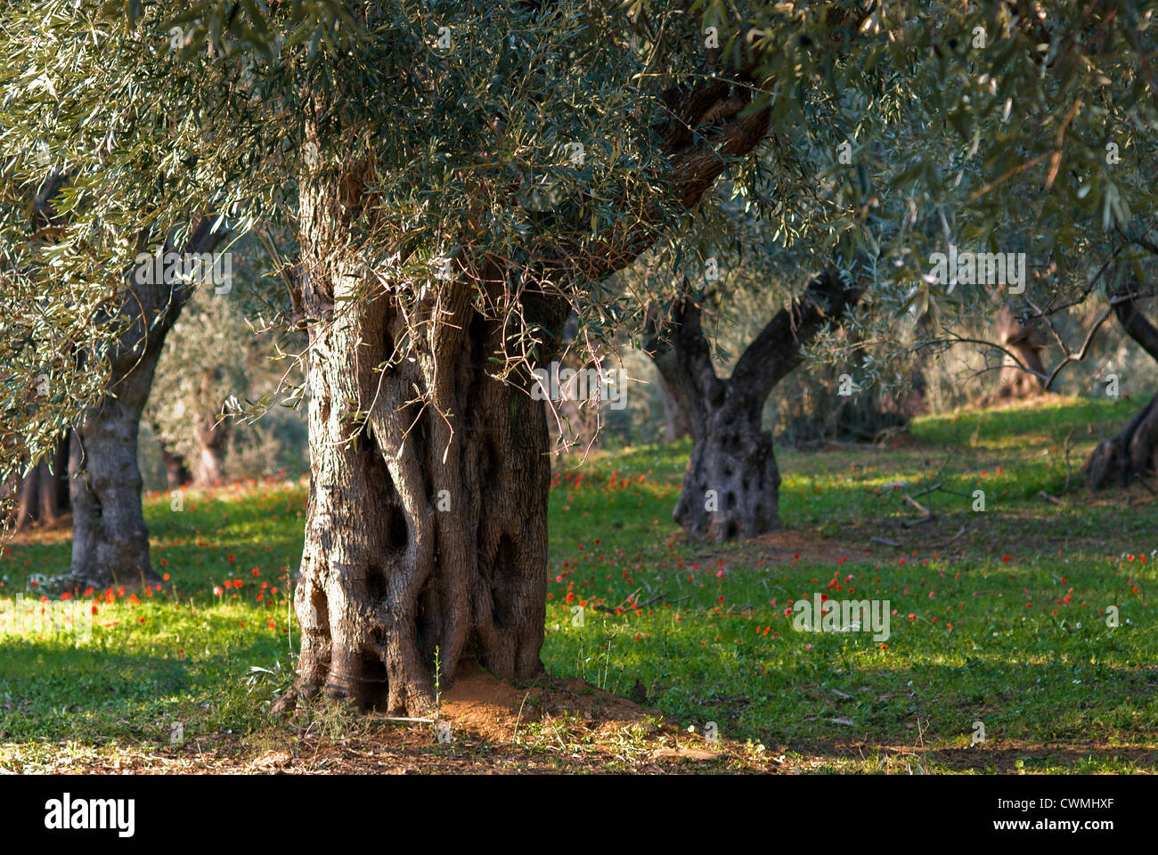 Il vecchio uliveto in primavera (Pelion peninsular, Tessaglia, Grecia) Foto Stock