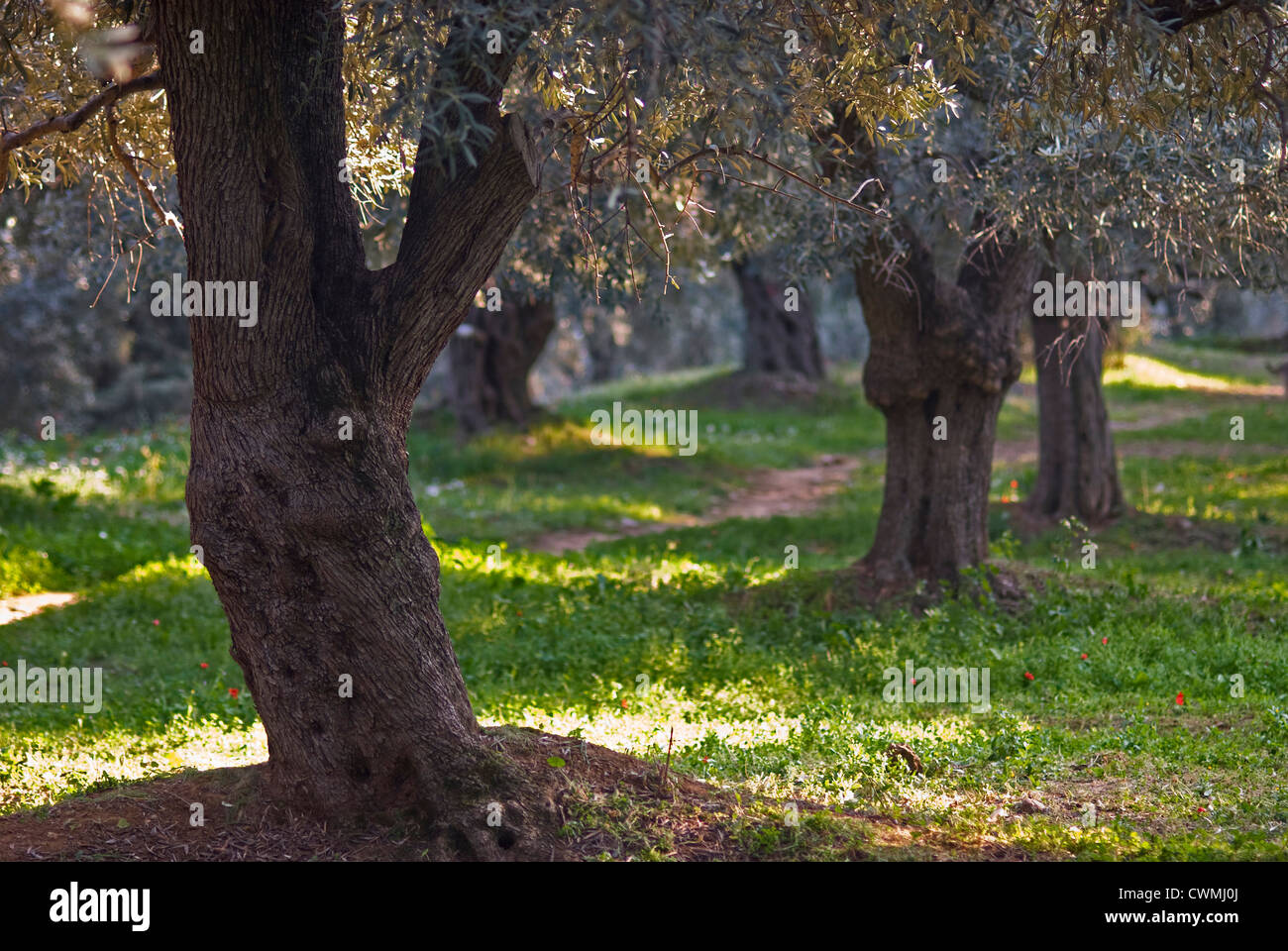 Il vecchio uliveto in primavera (Pelion peninsular, Tessaglia, Grecia) Foto Stock