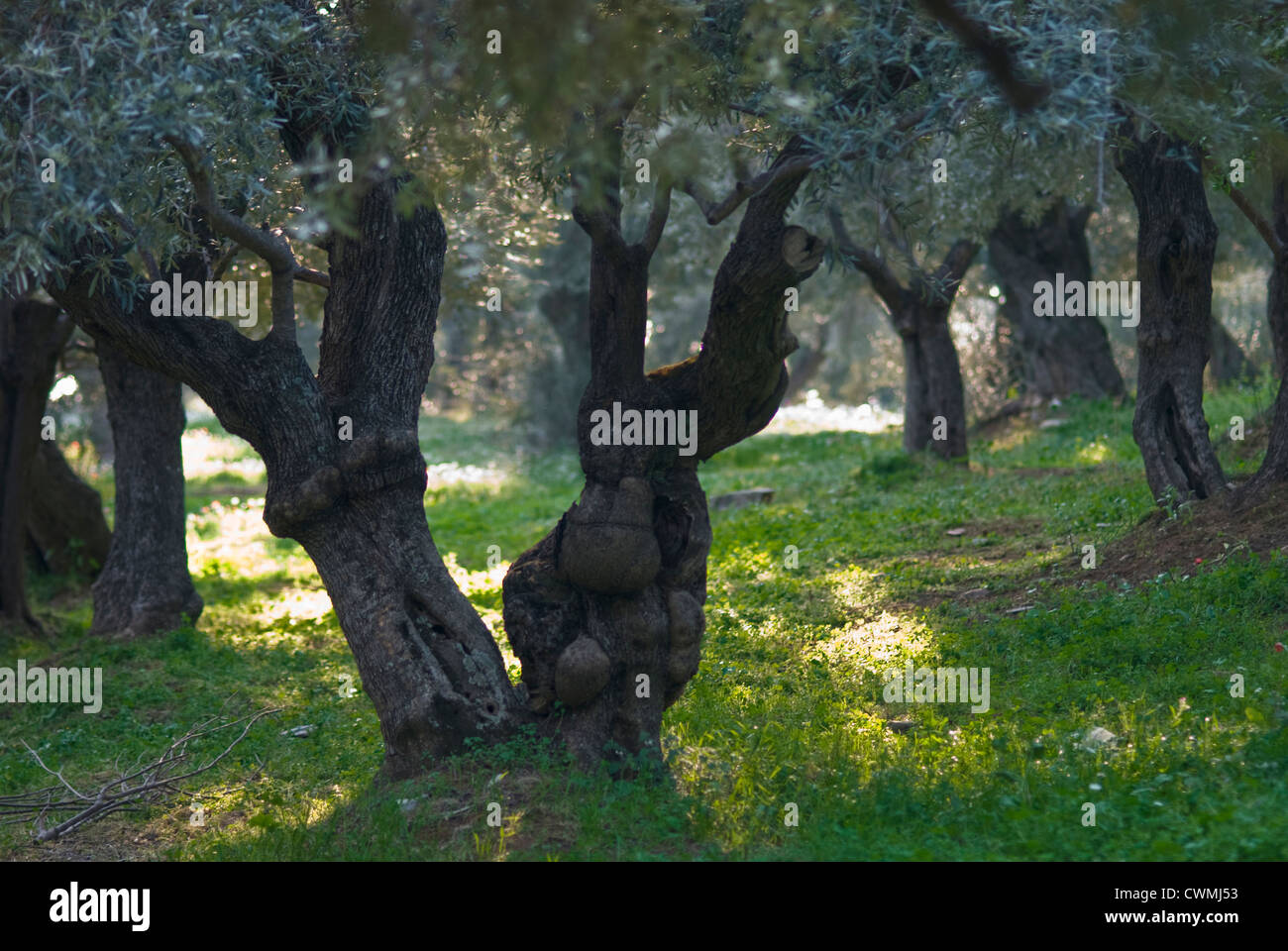 Il vecchio uliveto in primavera (Pelion peninsular, Tessaglia, Grecia) Foto Stock