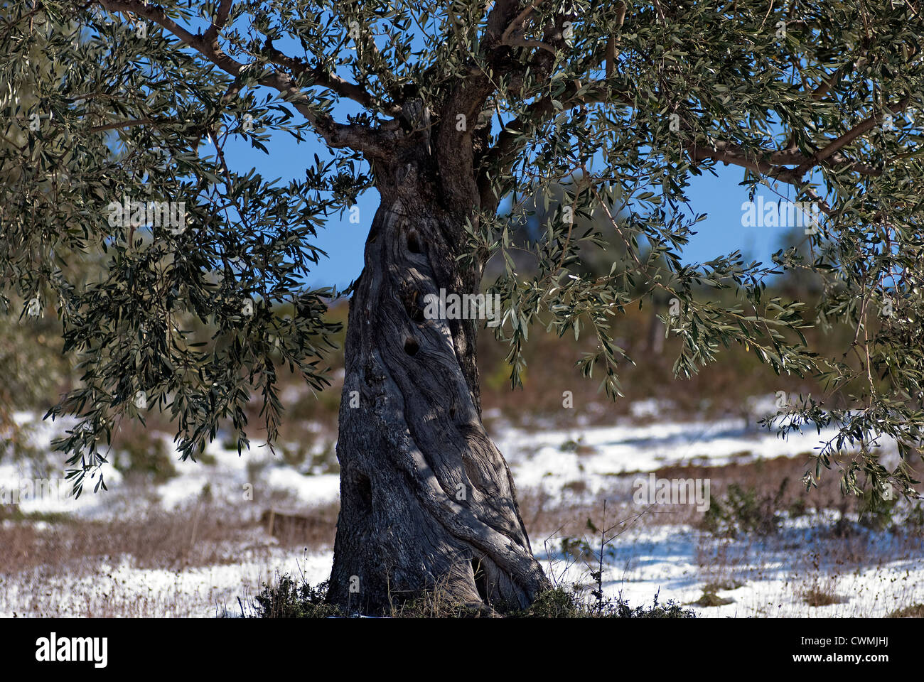 Albero di olivo nel paesaggio innevato (Pelion Peninsular, Tessaglia, Grecia) Foto Stock