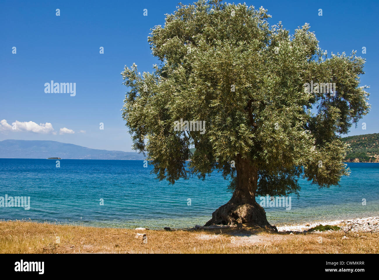 Albero di olivo sulla spiaggia (Pelion peninsular, Tessaglia, Grecia) Foto Stock