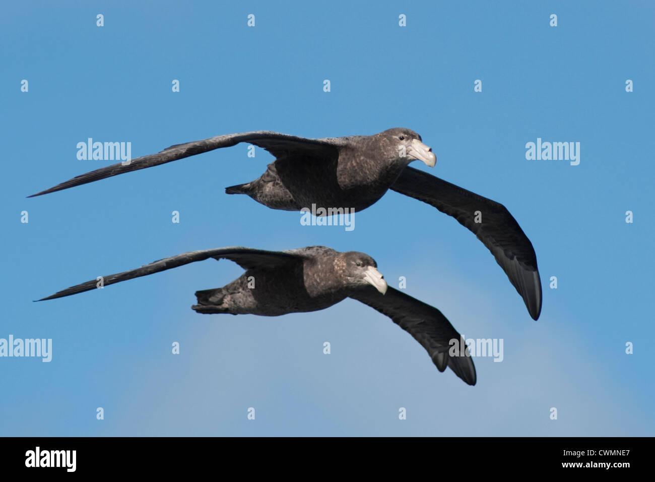 Southern papere giganti, Macronectes giganteus, Gough isola, a sud dell'Oceano Atlantico. Foto Stock