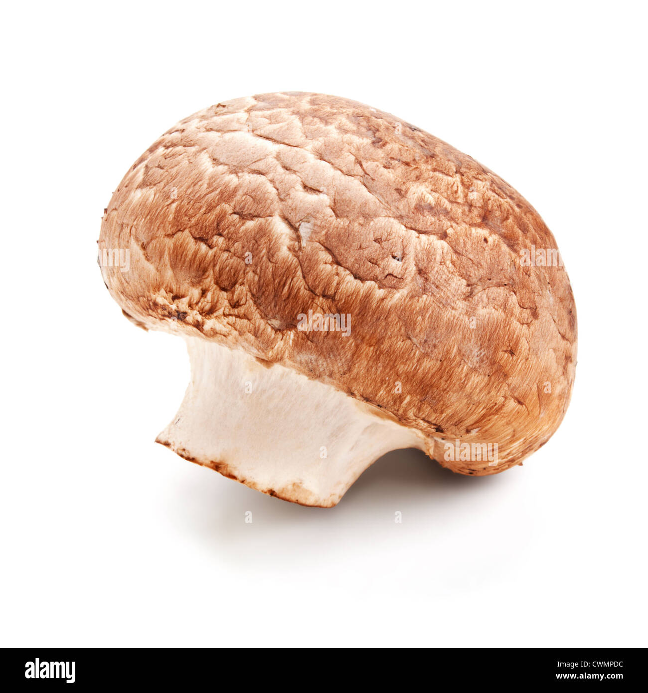 Funghi freschi champignon isolati su sfondo bianco Foto Stock