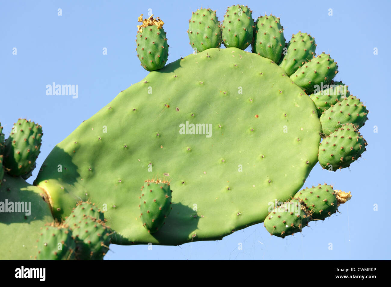 Ficus indica cactus pianta con frutti immaturi sotto il cielo blu Foto Stock