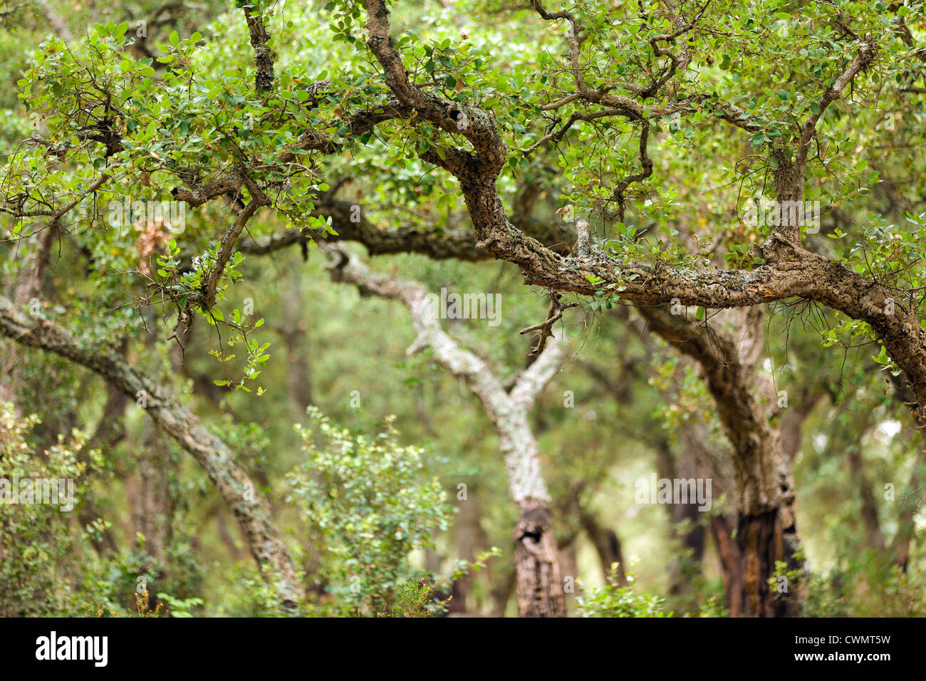 Sughero mediterranea foresta di alberi in Corsica, Francia Foto Stock