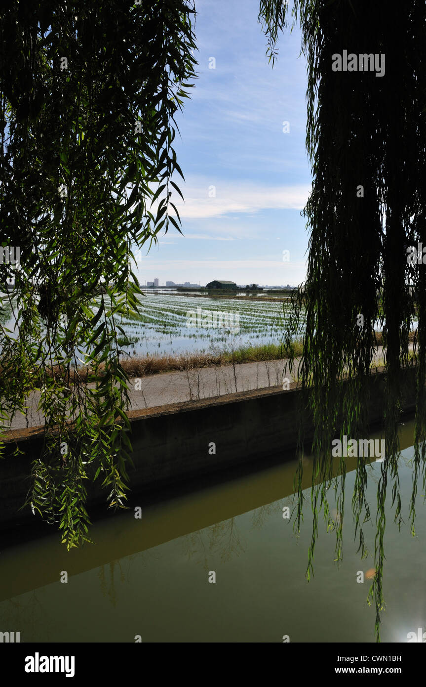 Allagato campo di riso. El Palmar. La Albufera. Valencia. Spagna Foto Stock
