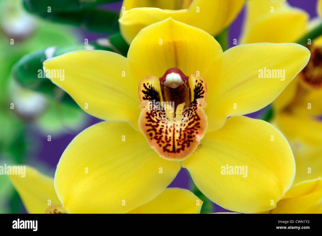 Orchidea cymbidium ibrido giallo esotici tropicali close-up di fiori flora bloom blossom offerta colore colore primo piano vicino Foto Stock