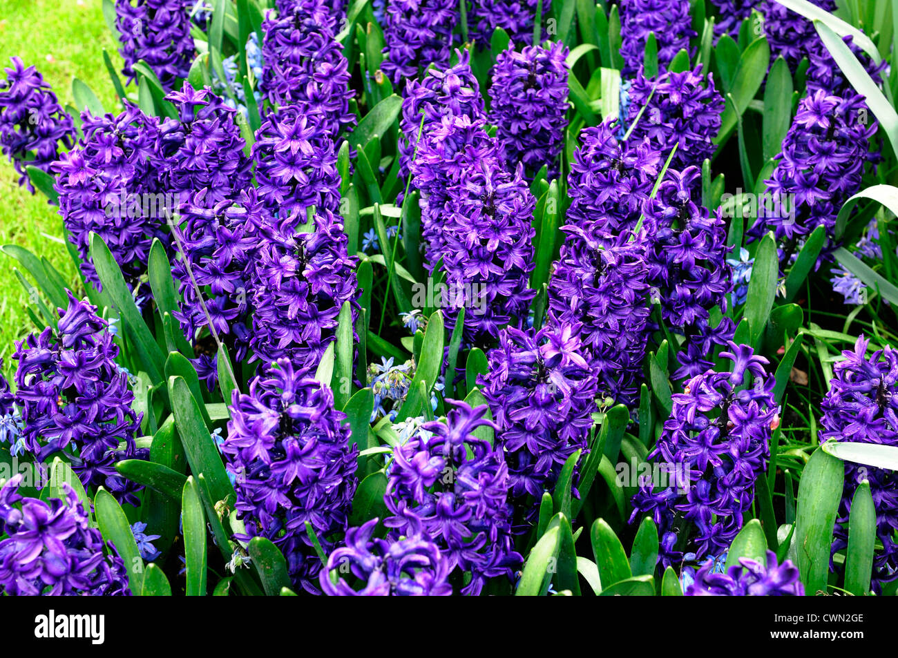 Giacinto hyacinthus orientalis peter stuyvesant viola fiore fiori blumi blossoms letto Letti molla di confine display della lampadina Foto Stock