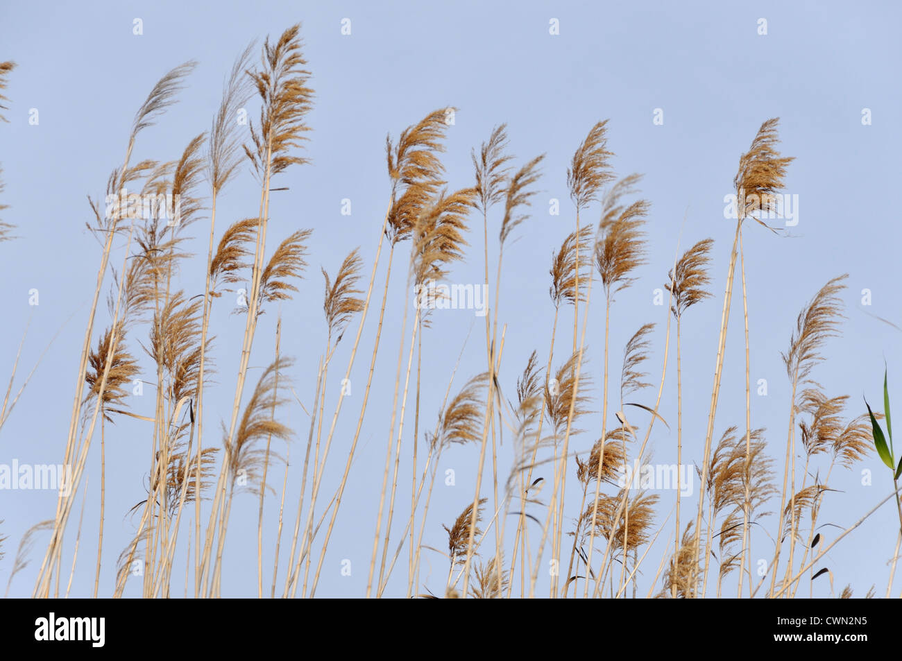 Fioritura gigante (reed Arundo donax) campo. La Albufera. Comunità Valenciana. Spagna Foto Stock