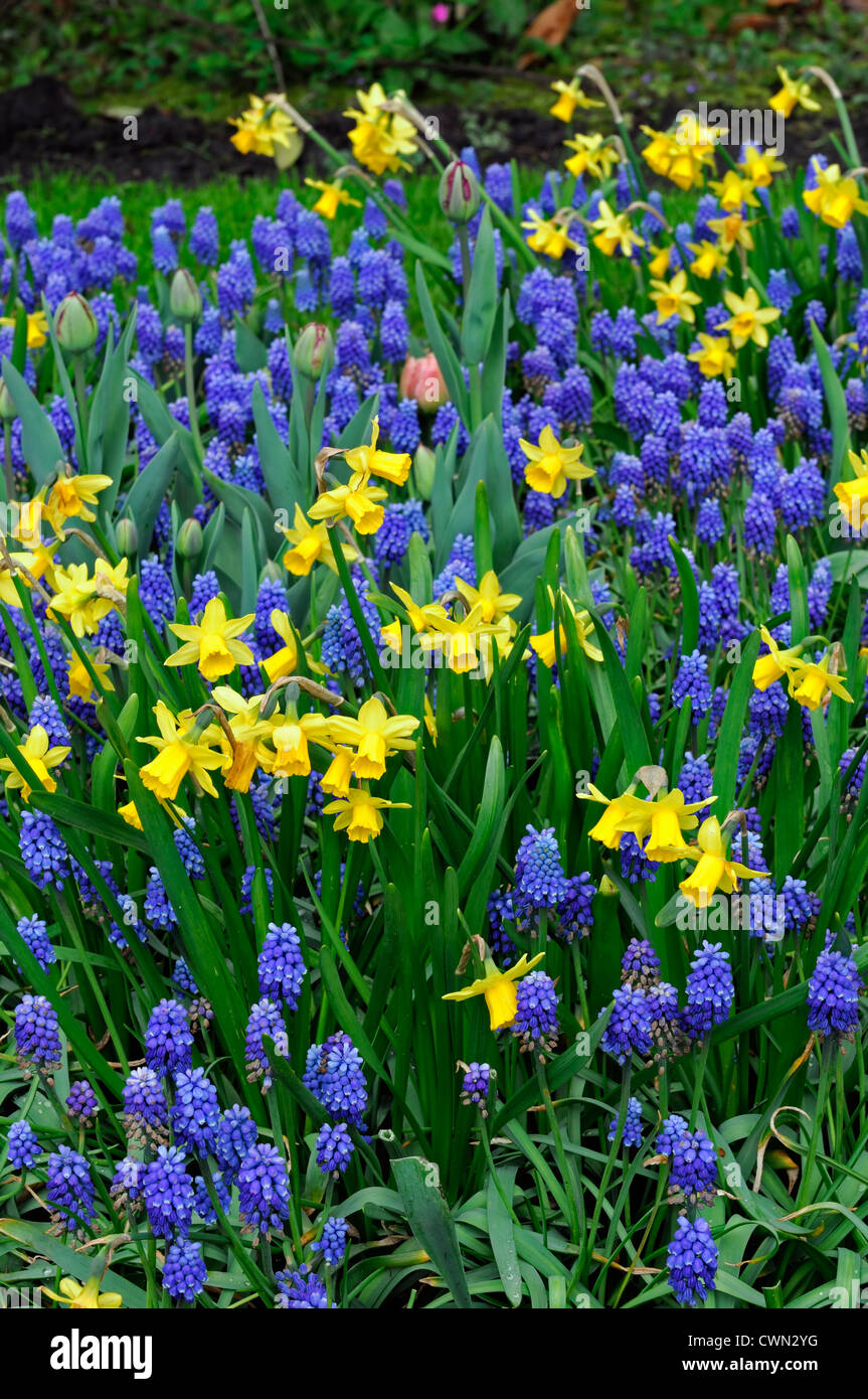 Letto misto di confine fioritura primaverile lampadine giallo blu colore combinazione combo mix piantando mescolato lo schema di visualizzazione Foto Stock