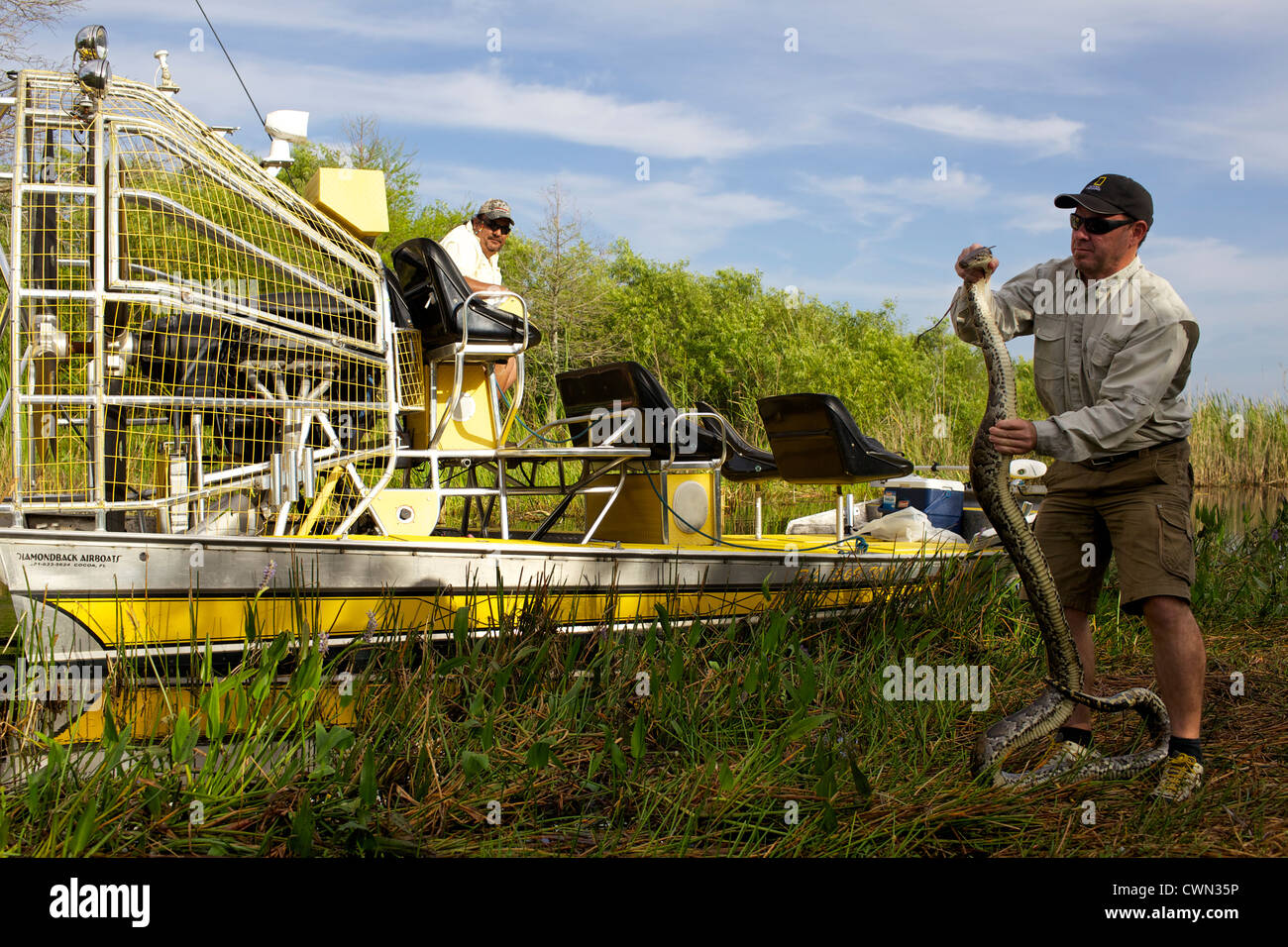 Shawn Heflick la cattura di un pitone in Everglades Foto Stock