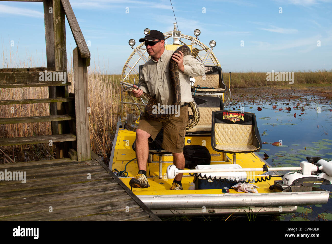 Shawn Heflick presentando un pitone in Everglades Foto Stock