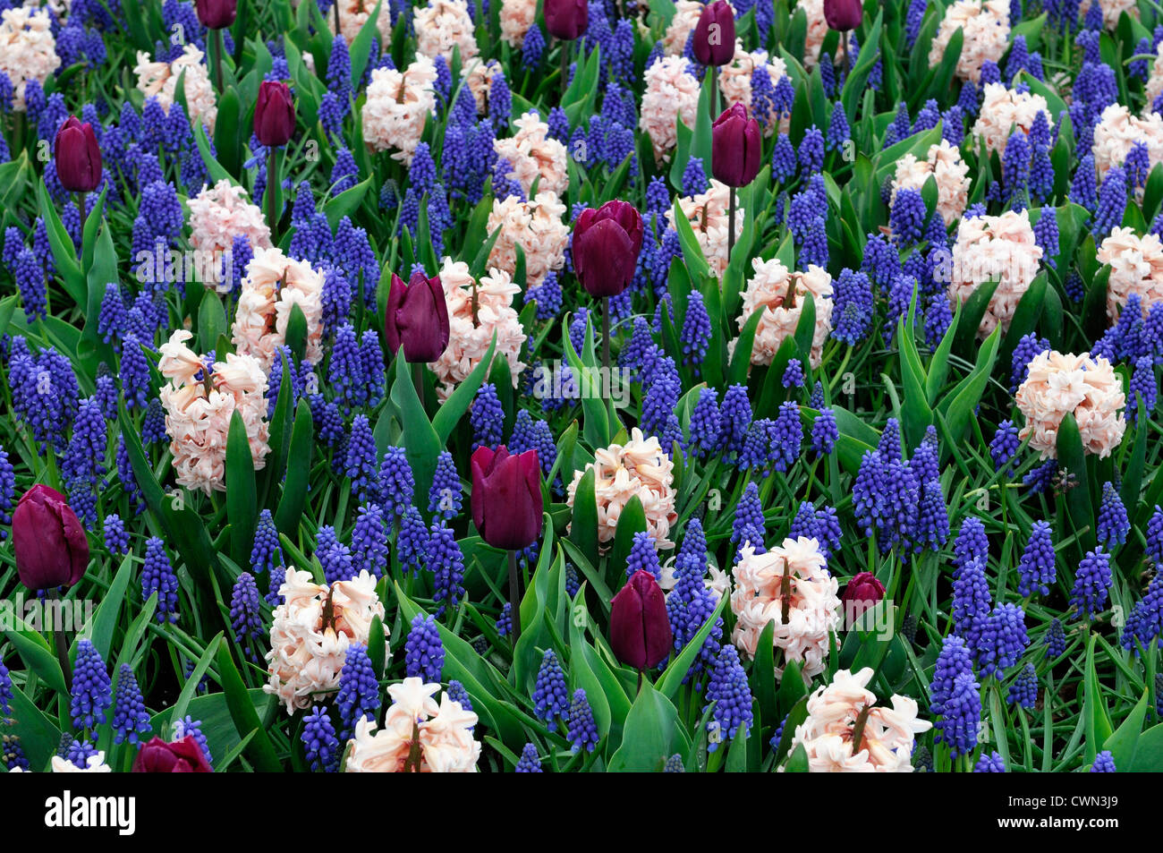 Muscari armeniacum tulipa principe giacinto principe di amore letto misto di confine fioritura primaverile lampadine bianco blu porpora colore colore Foto Stock