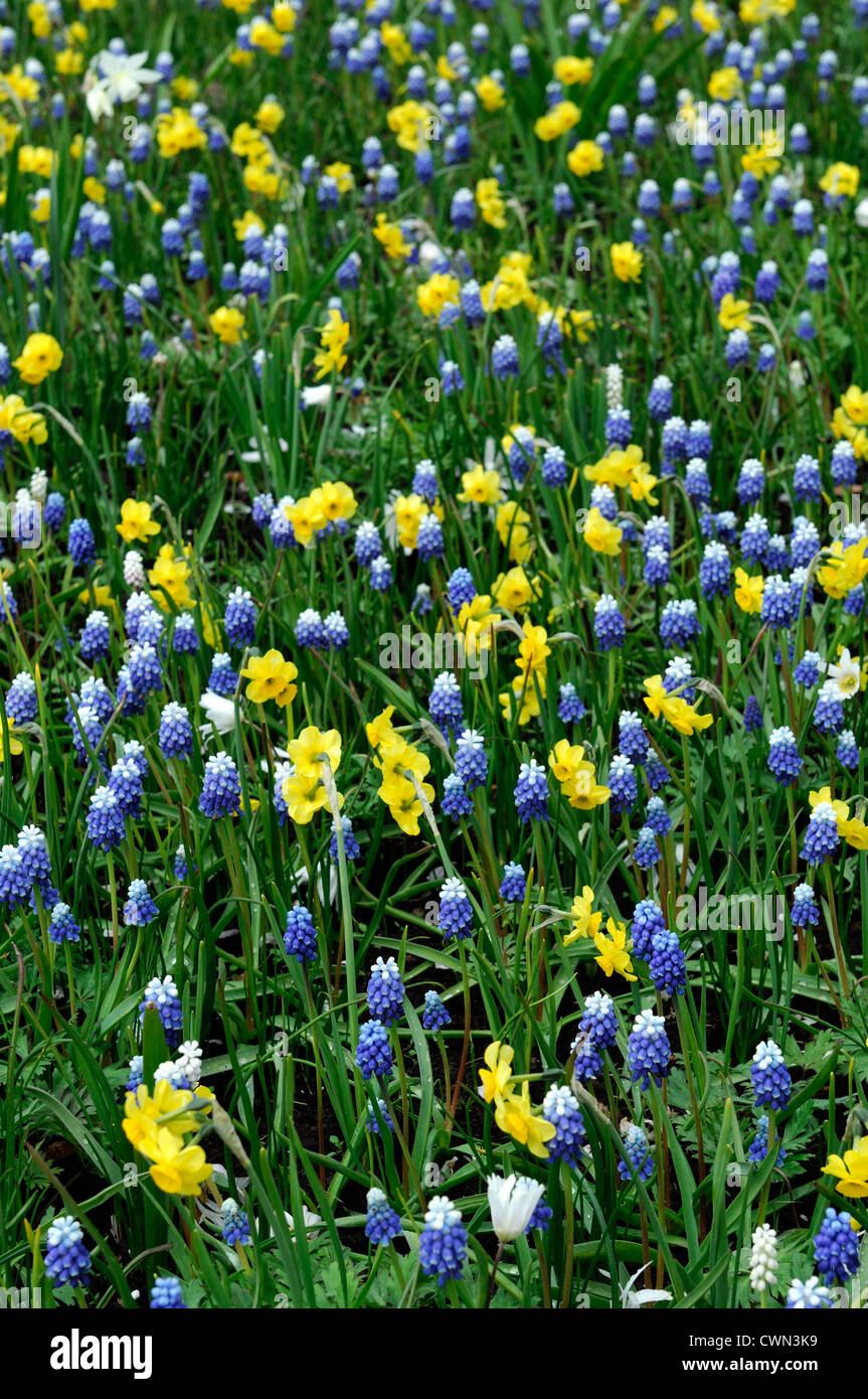Triteleia hyacinthina Muscari monte Cofano meridiana narciso Anemone blanda splendore bianco letto misto di confine fioritura primaverile delle lampadine Foto Stock