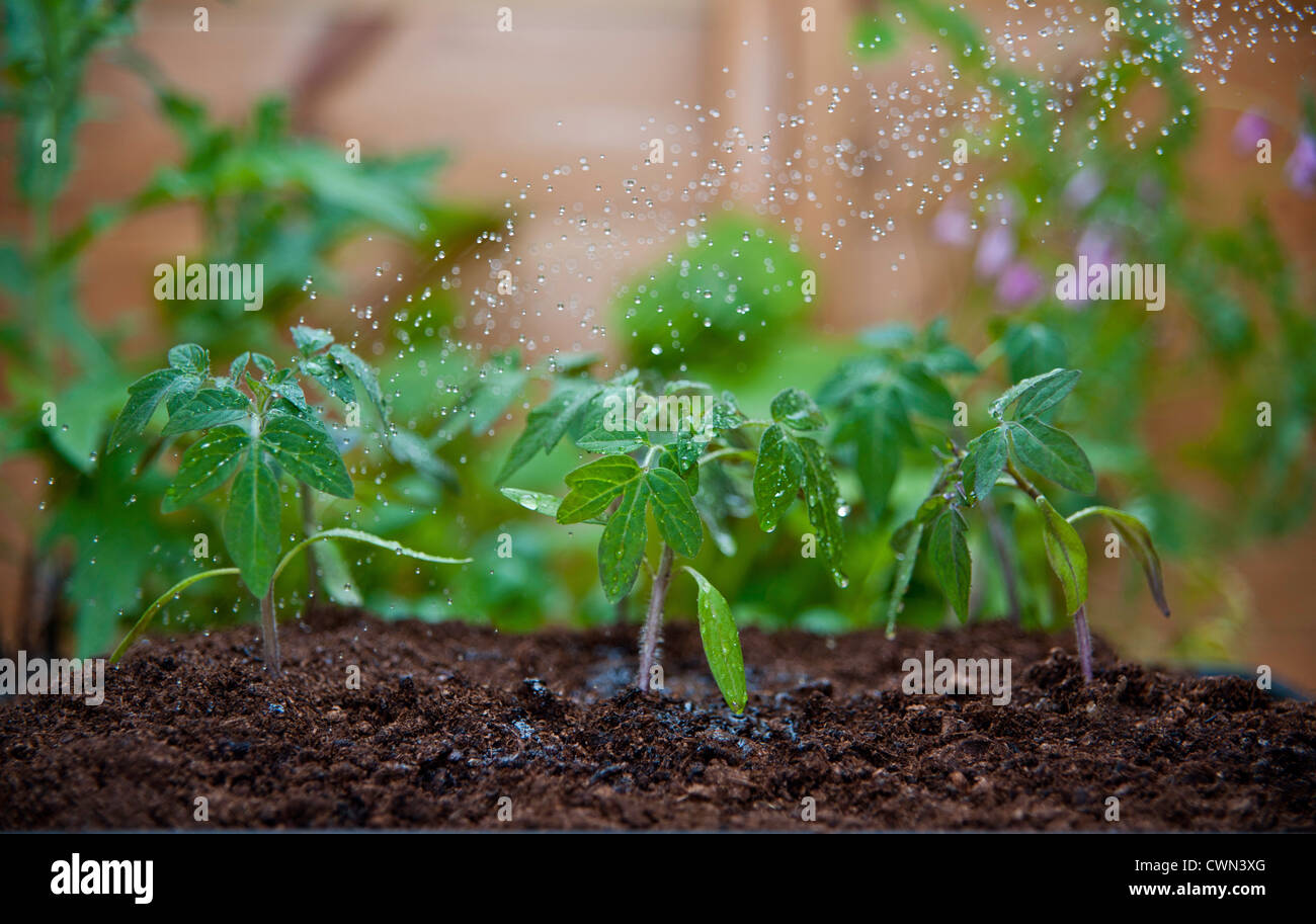 Close-up di giovani di irrigazione di piante di pomodoro Foto Stock