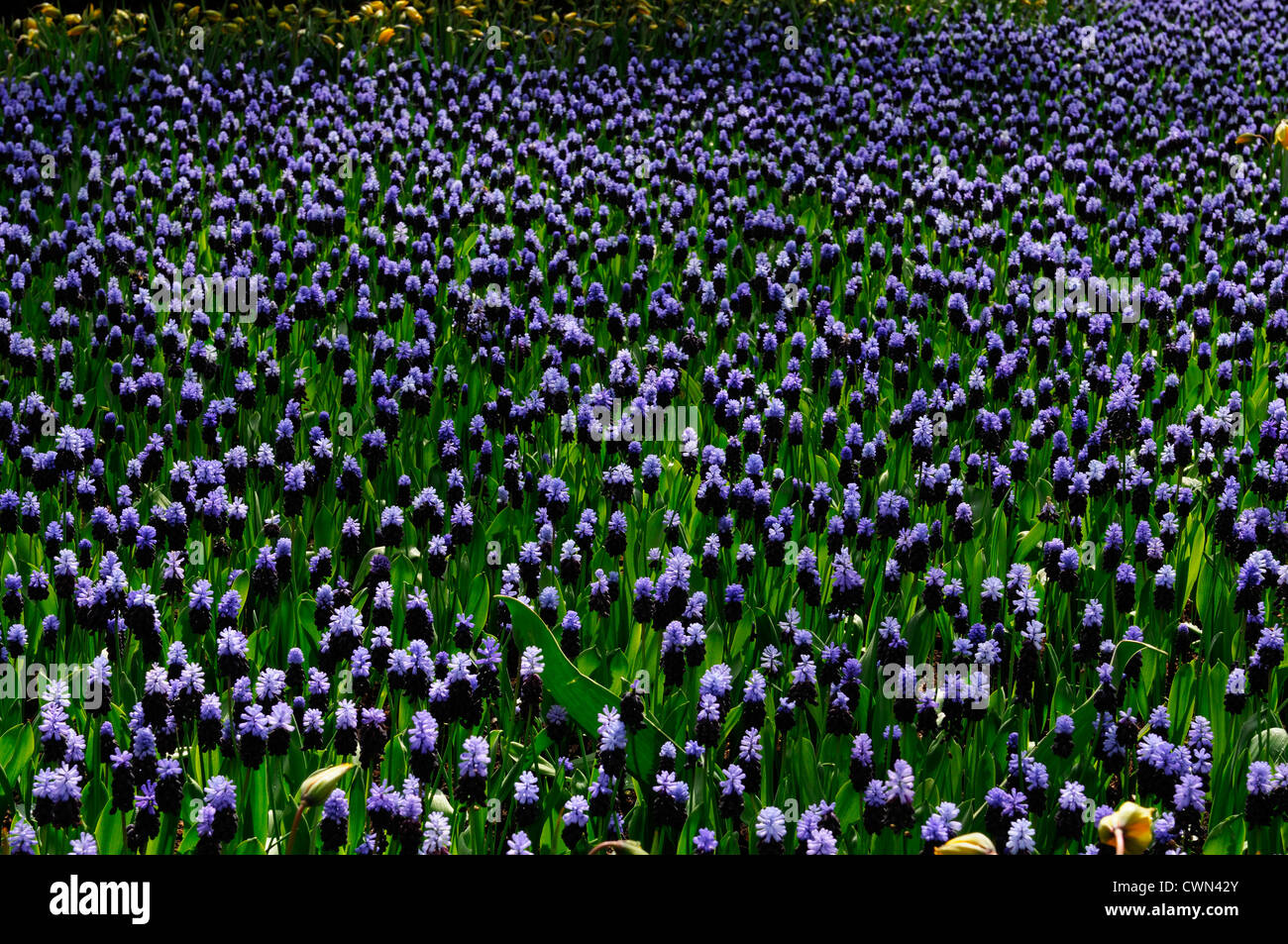 Muscari latifolium fiori blu letto lampadina a molla fioritura bloom blossom letto deriva del display Foto Stock