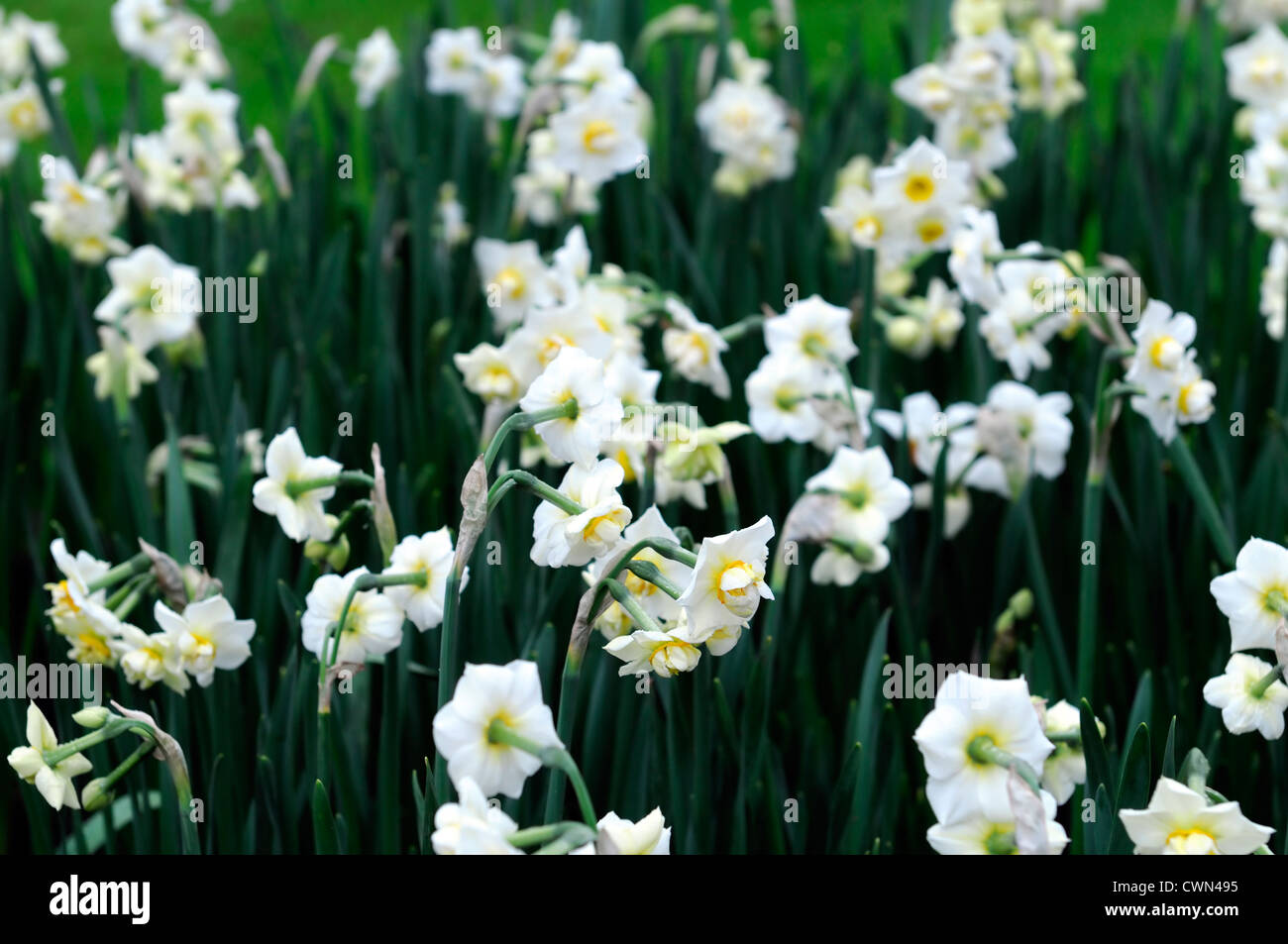 Narcissus allegria crema bianca double daffodil fiori letto deriva la molla closeup ritratti vegetali fioritura bloom blossom Foto Stock