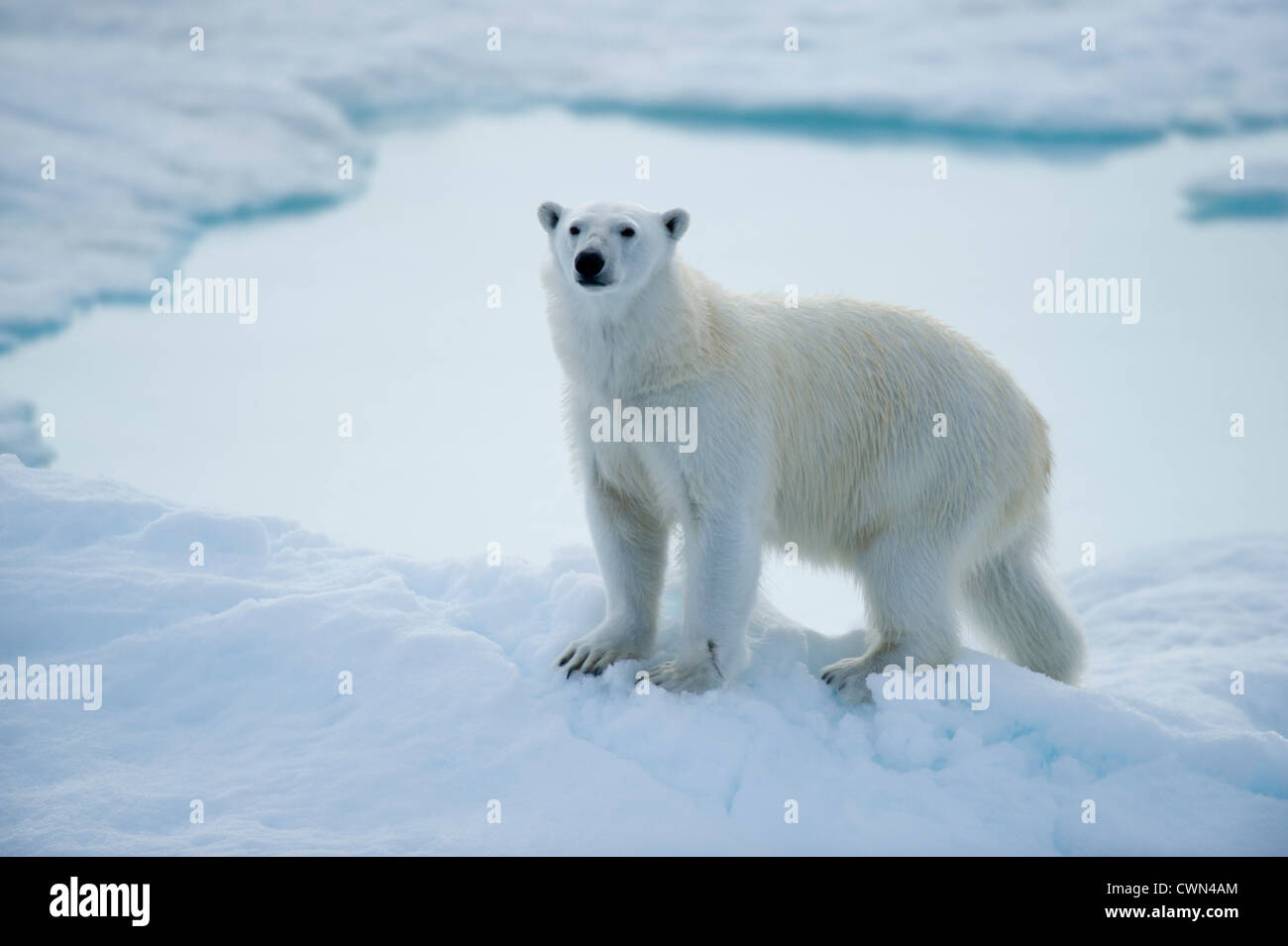 Orso polare, Ursus maritimus, sul mare di ghiaccio a nord di Spitsbergen, Svalbard, Arctic Foto Stock