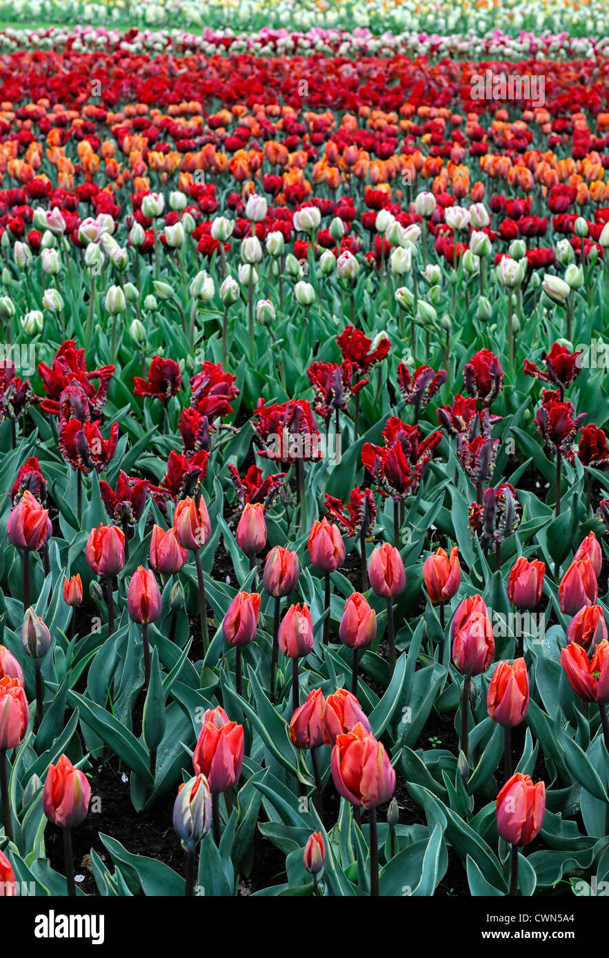 Tulipa impressione rosa ibrido di Darwin tulip rococo parrot form mix a letto misto schema impianto combinazione Foto Stock