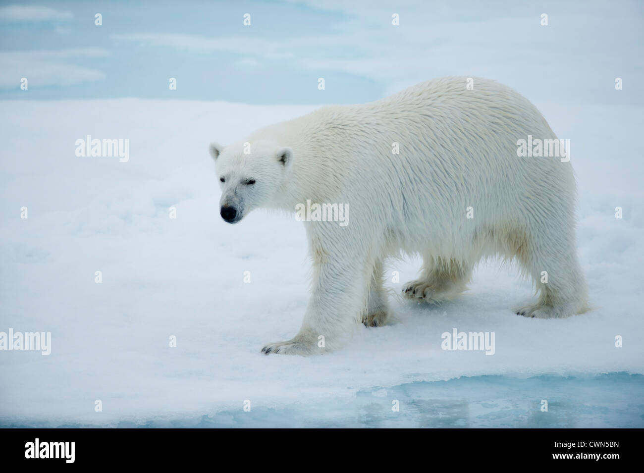 Orso polare, Ursus maritimus, sul mare di ghiaccio a nord di Spitsbergen, Svalbard, Arctic Foto Stock