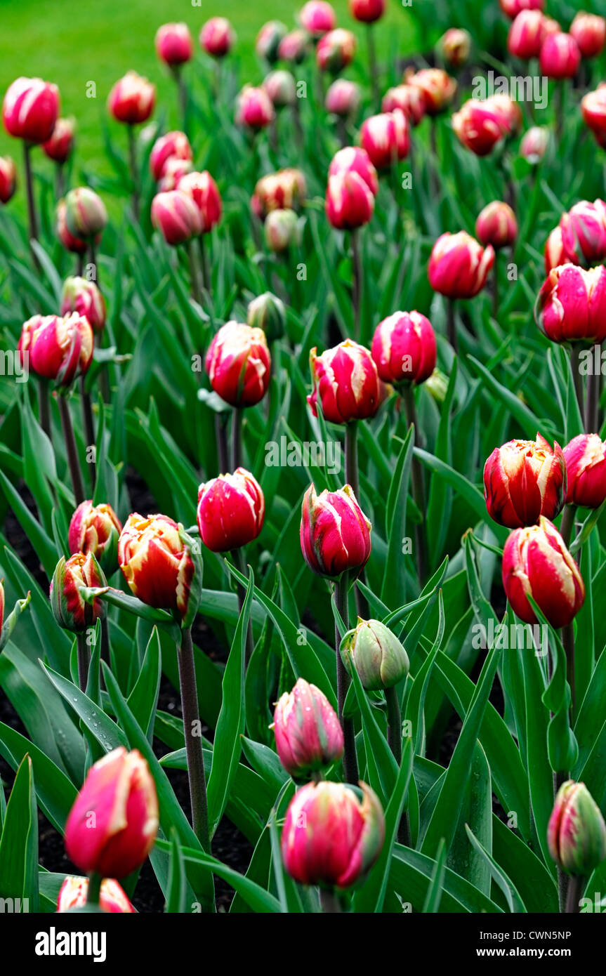 Tulipa orizzonte Double Fine Peonia a fiore rosso tulipano bianco fiori display fiore di primavera fioriscono letto fiore di colore colore lampadina Foto Stock