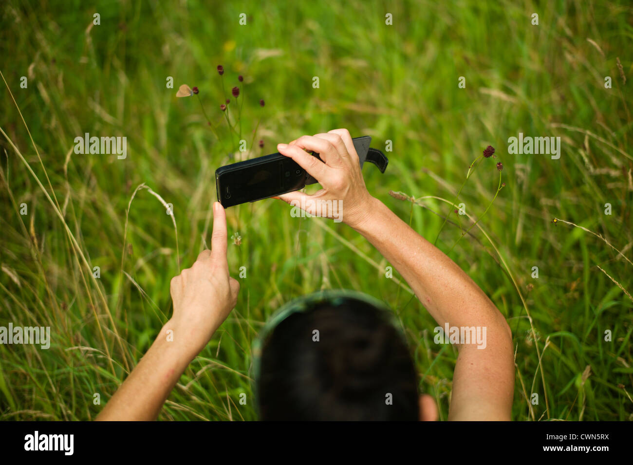 Scattare una foto di una farfalla con un iPhone Foresta Nera in Germania Foto Stock