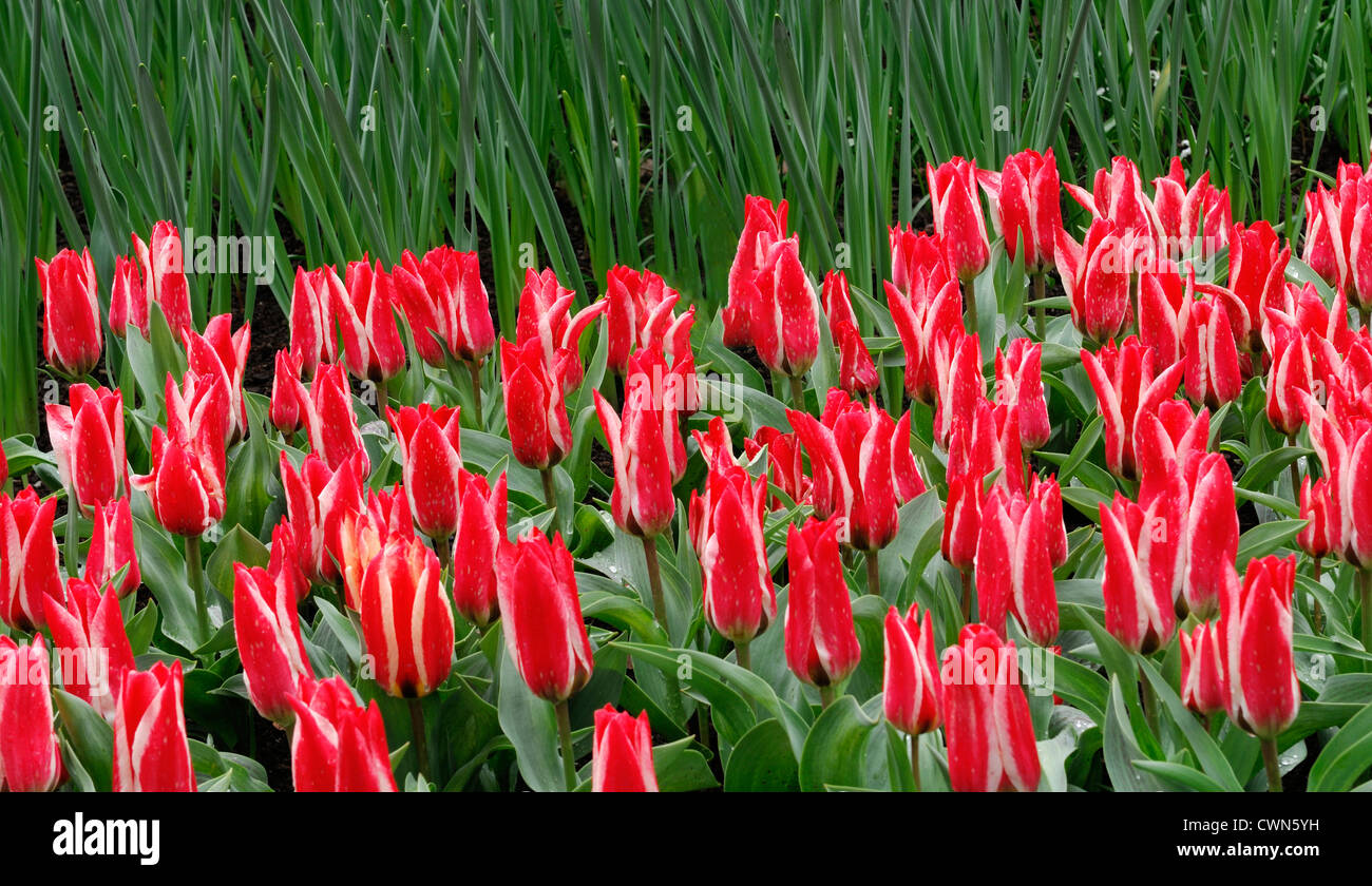 Tulipa pinocchio rosso bianco greigii tulip display fiori fiore di primavera fioriscono letto fiore di colore colore lampadina Foto Stock