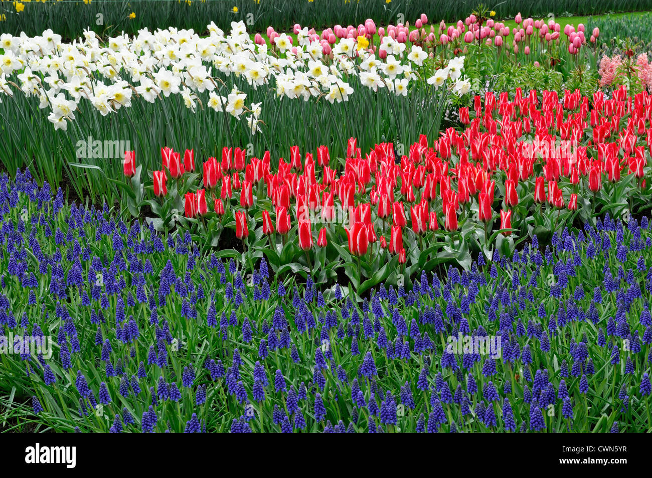 Pinocchio tulipa greigii rosso tulip fiori blu muscari armeniacum Narcissus ice follies bianco giallo a letto misto combinatio vegetale Foto Stock
